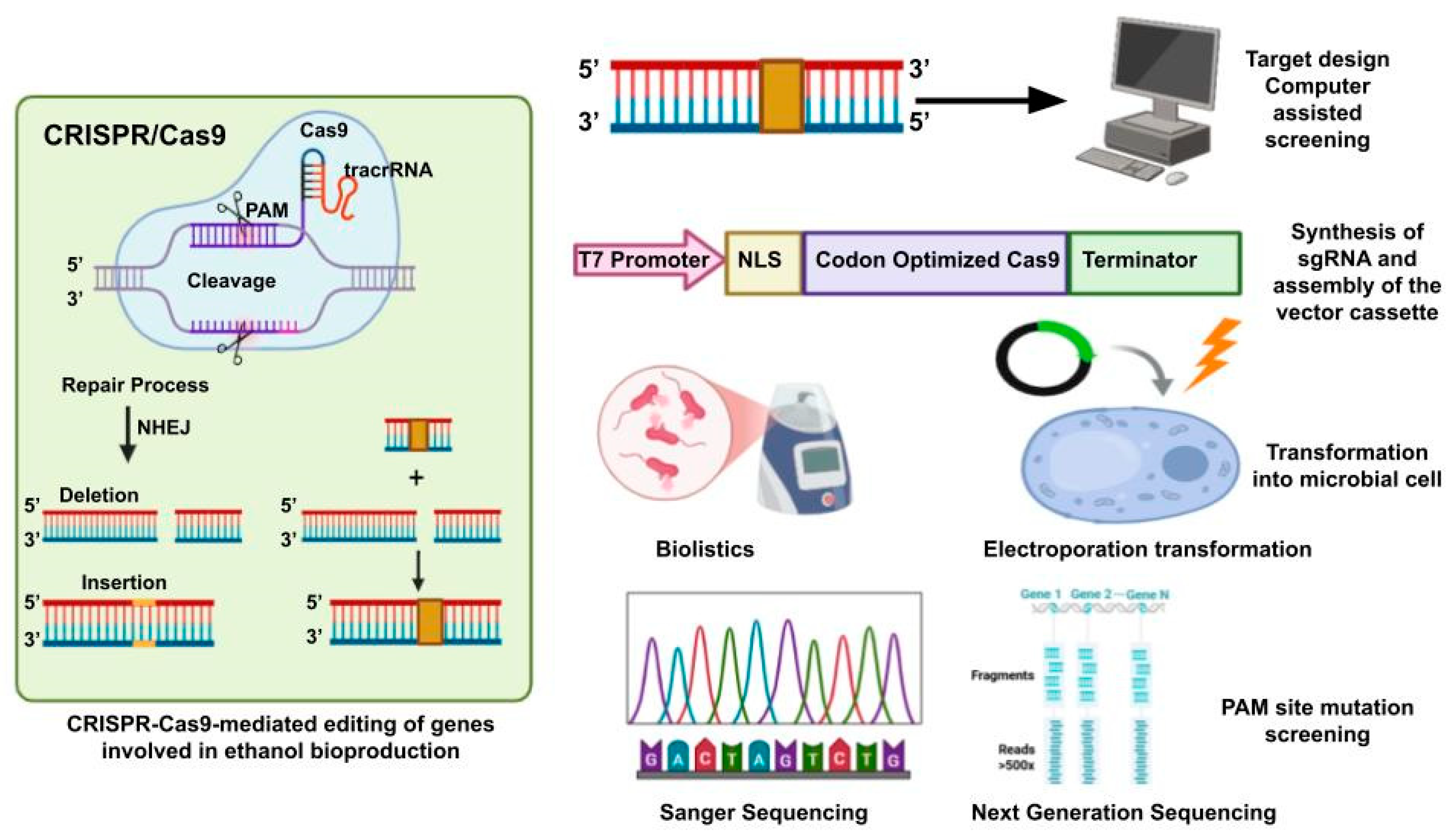Microbial Genome Editing with CRISPR–Cas9: Recent Advances and Emerging ...