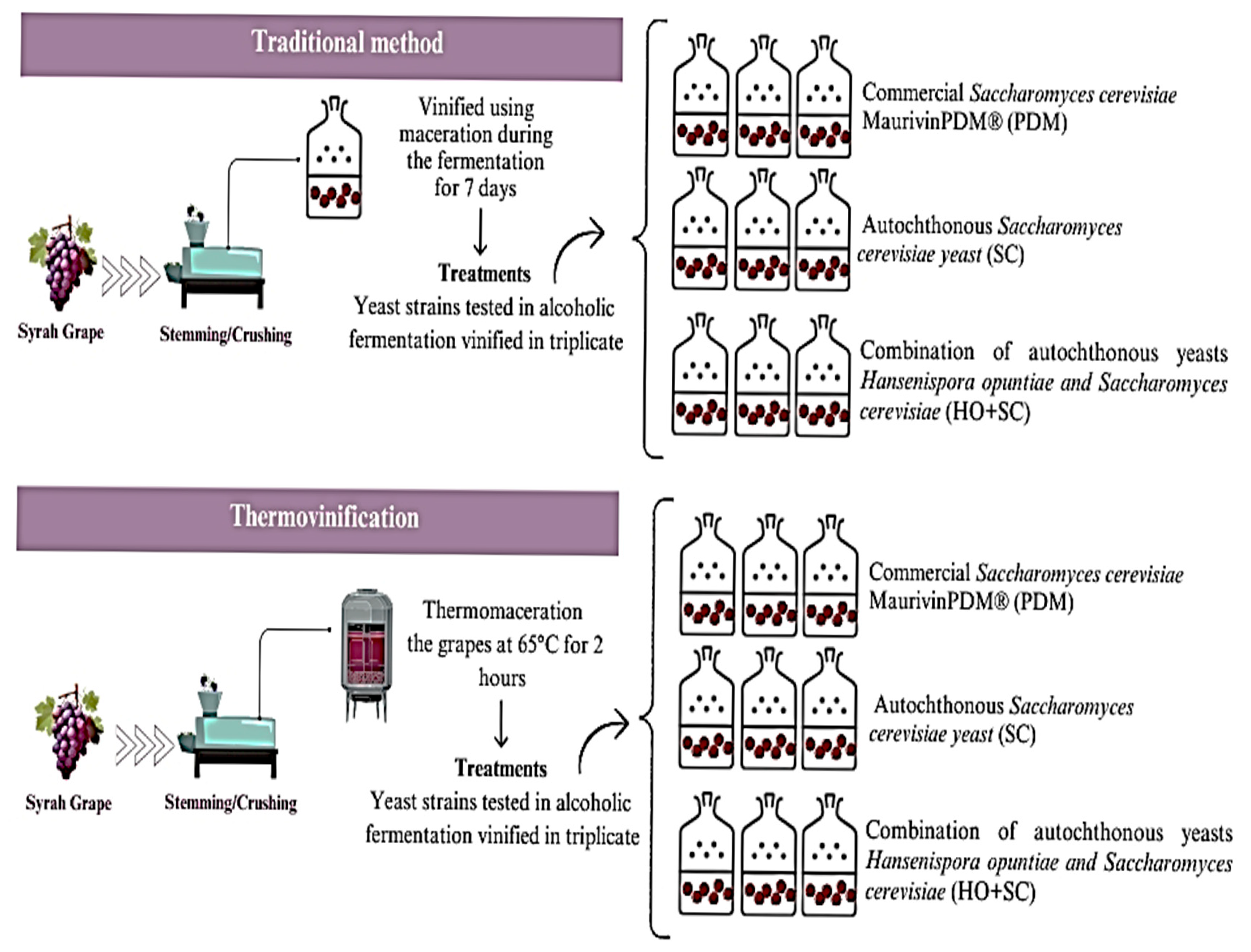 Fermentation 11 00436 g001