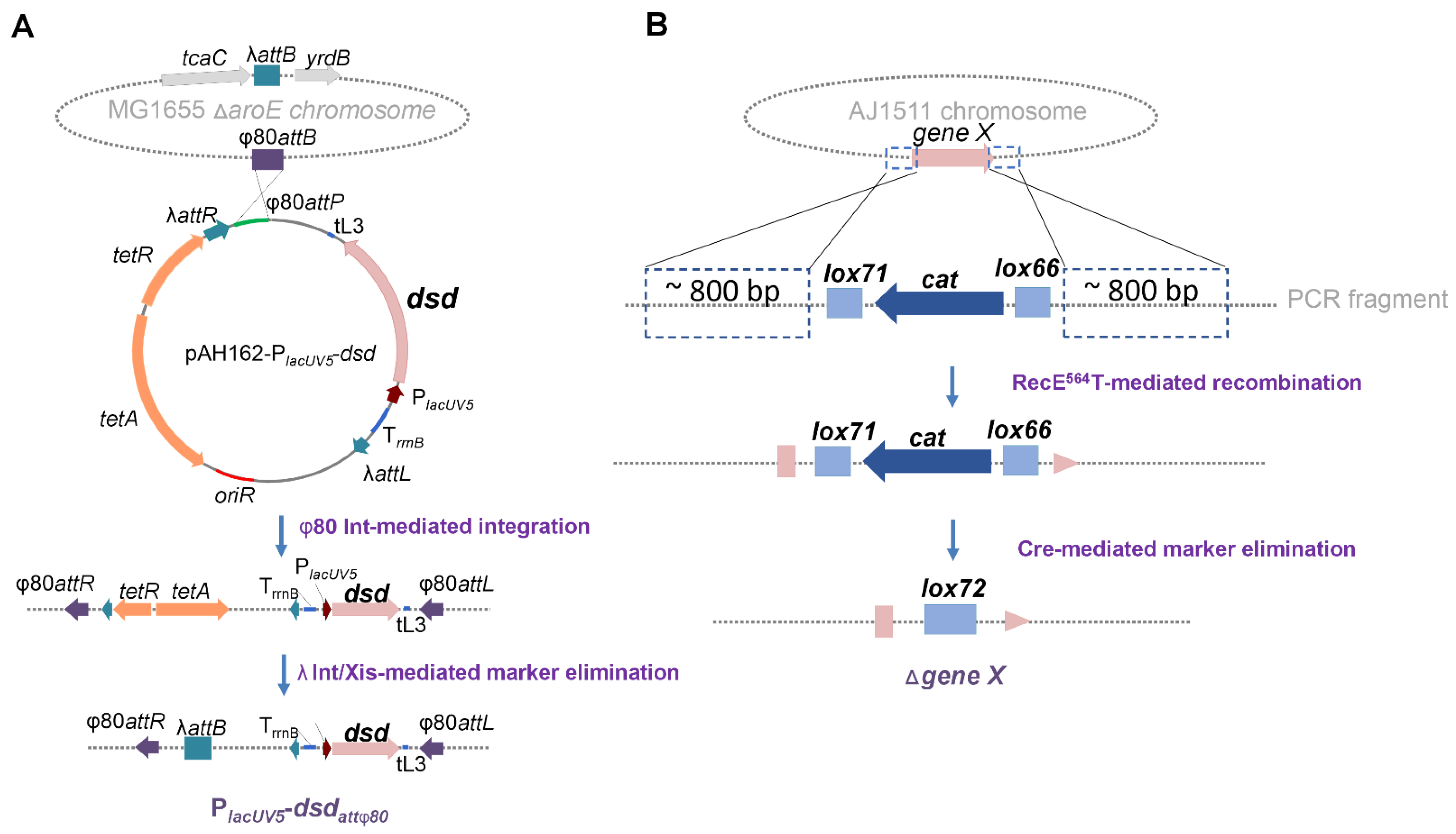 Fermentation 11 00464 g002 Fermentation 11 00464 g002