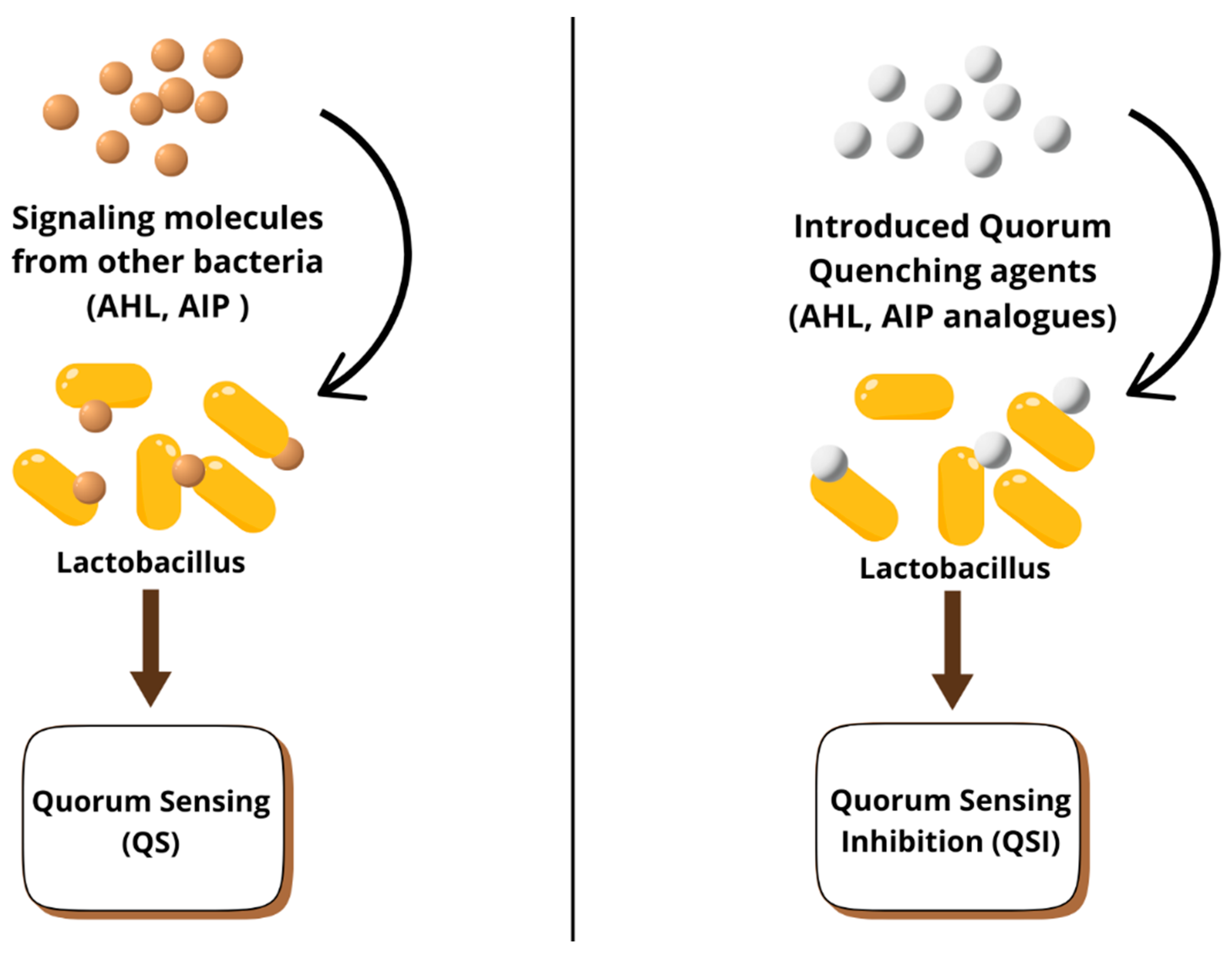 Fermentation 11 00509 g010 Fermentation 11 00509 g010