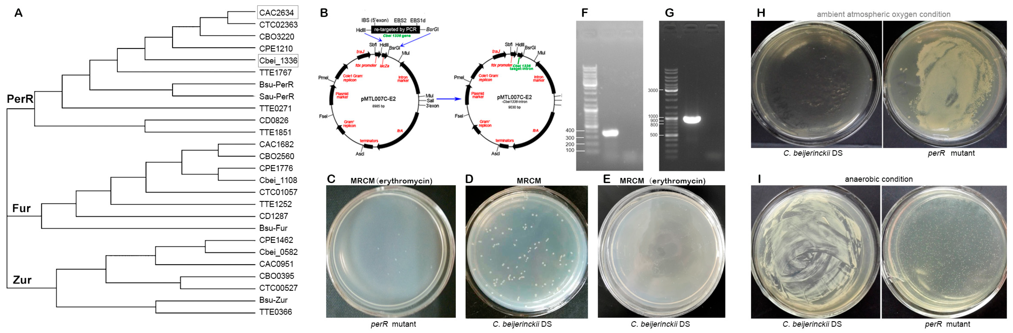 Fermentation 11 00526 g001 Fermentation 11 00526 g001