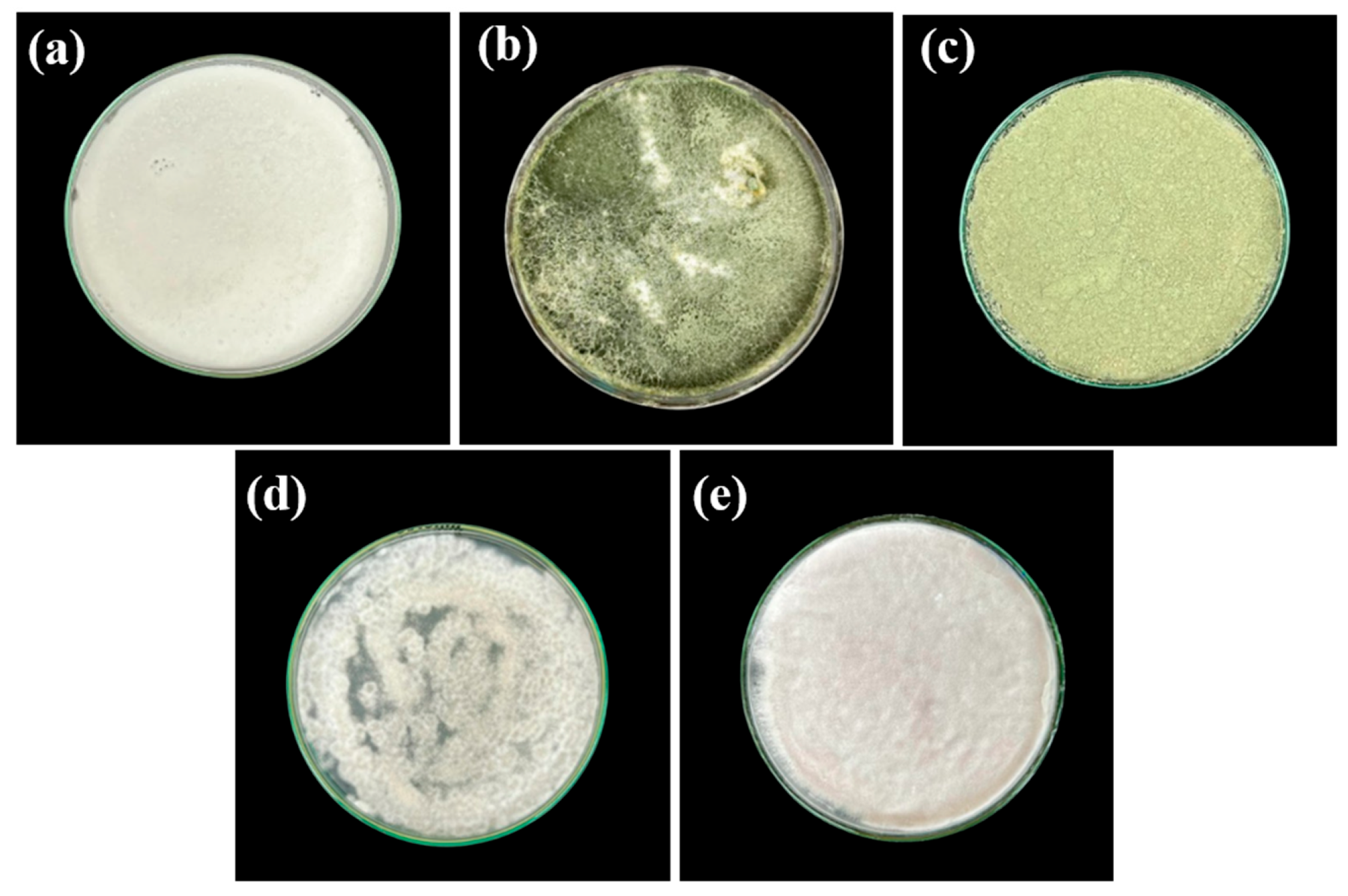 Fermentation 12 00038 g001 Fermentation 12 00038 g001