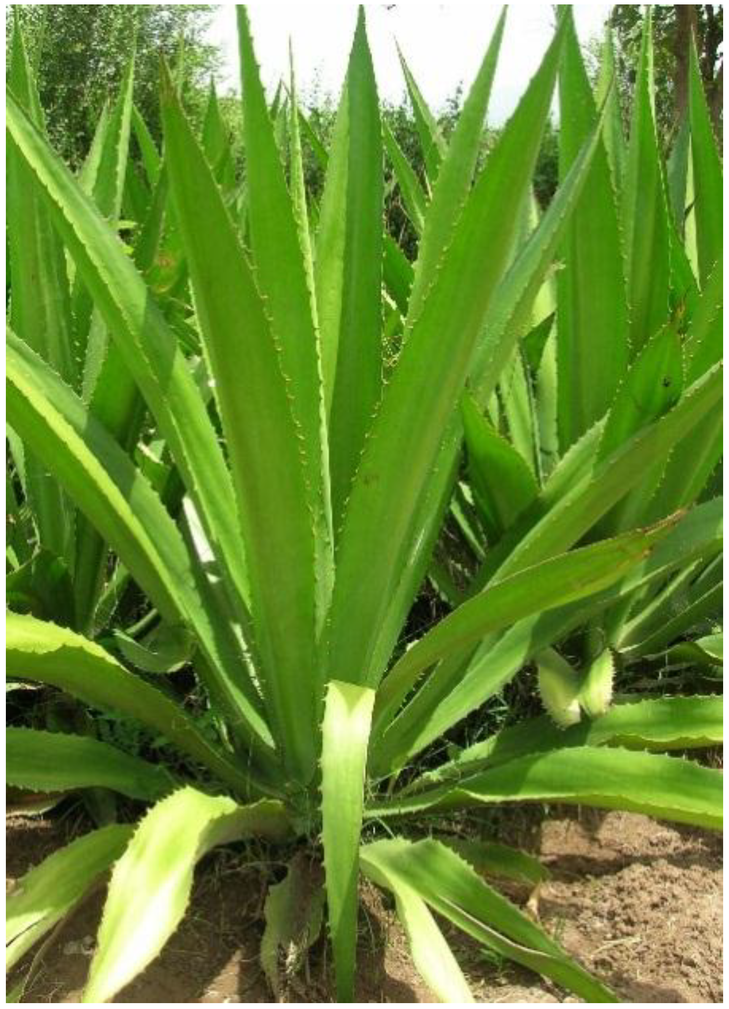 Fibers 03 00064 g001