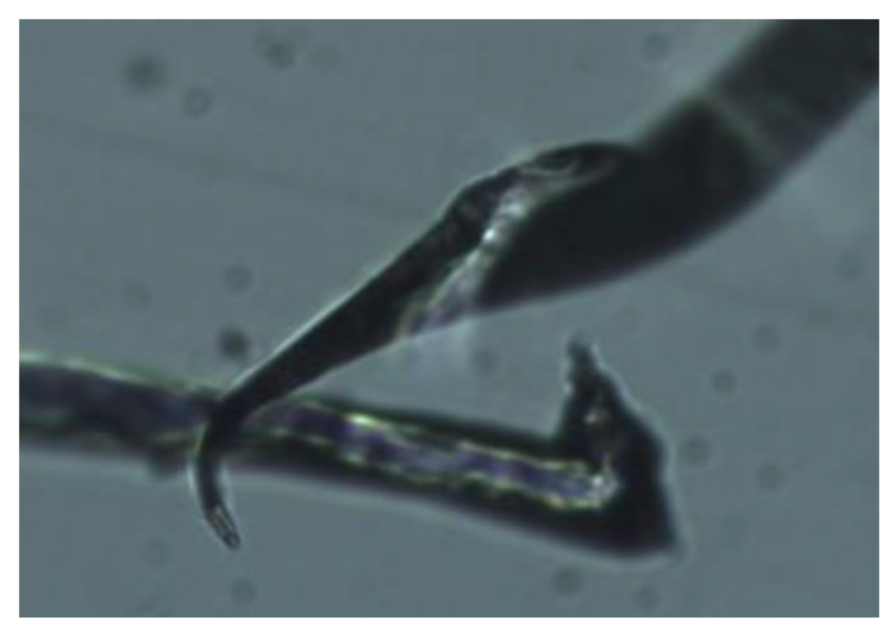 Fibers 04 00007 g003