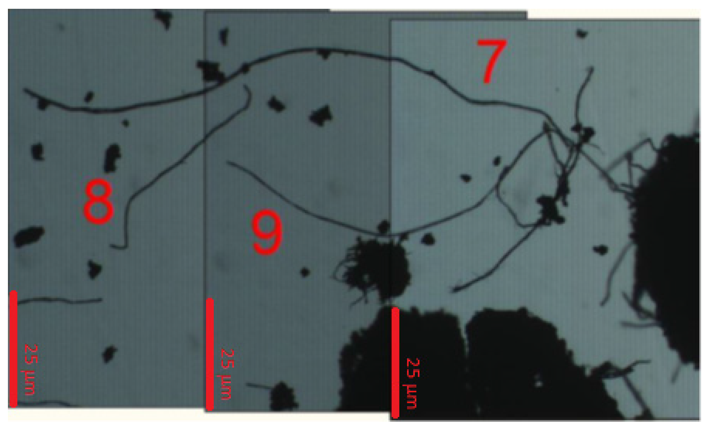 Fibers 04 00007 g005