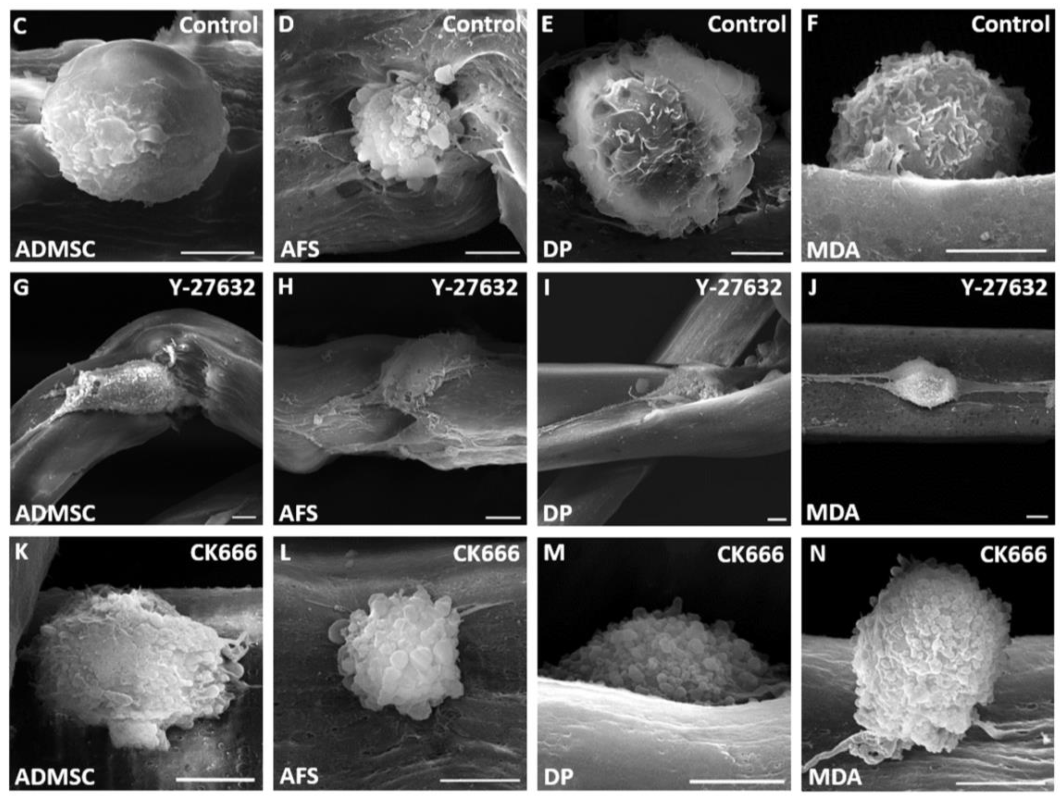 Fibers 05 00005 g004b