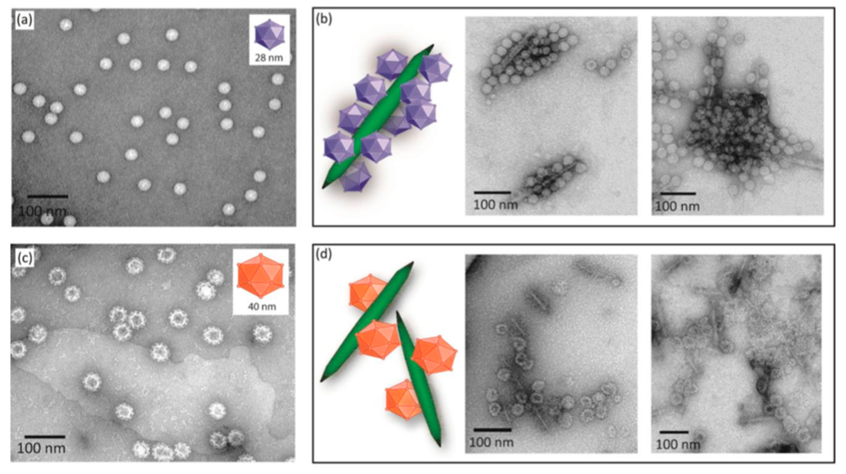 Fibers 06 00015 g003