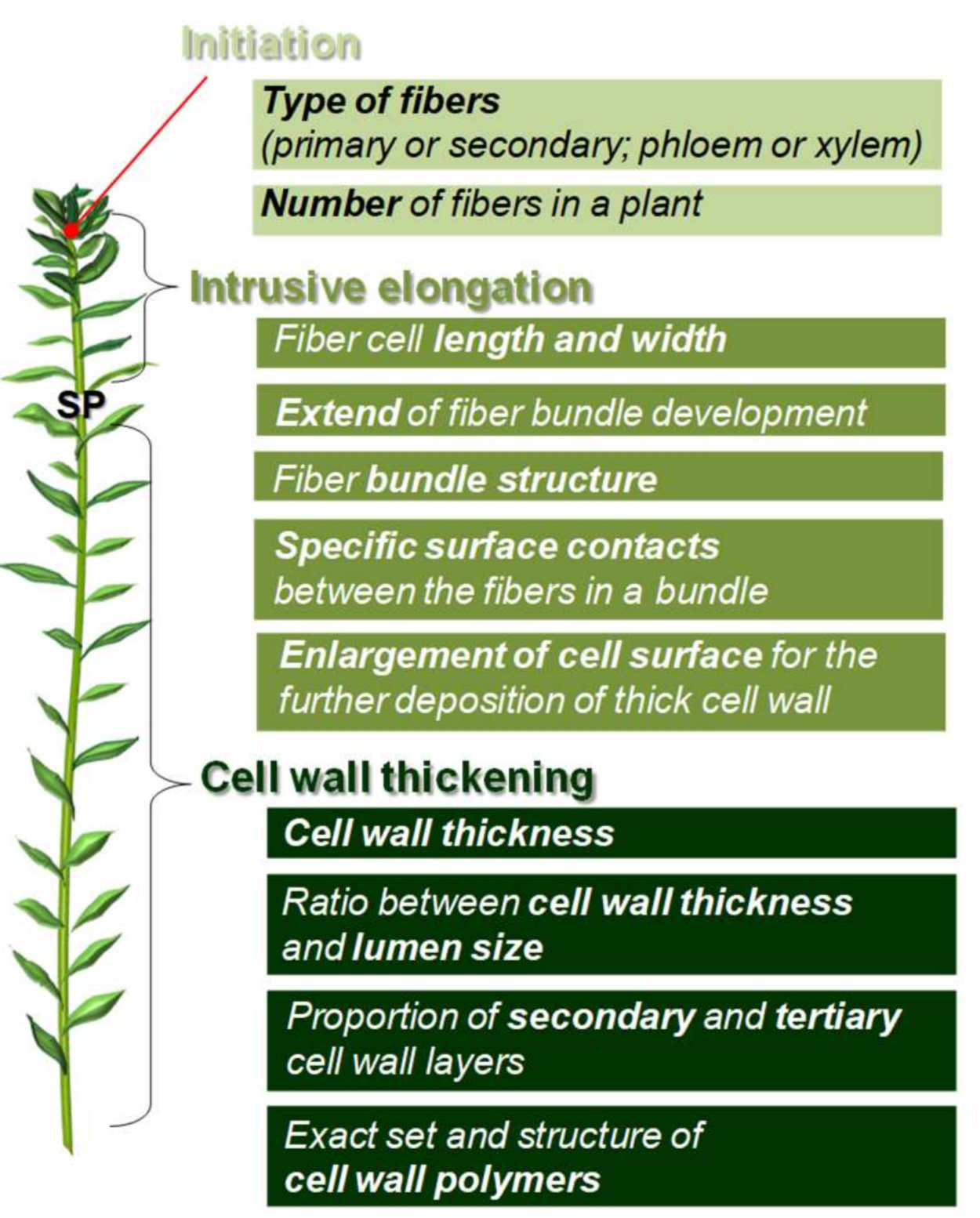 Fibers 06 00020 g004