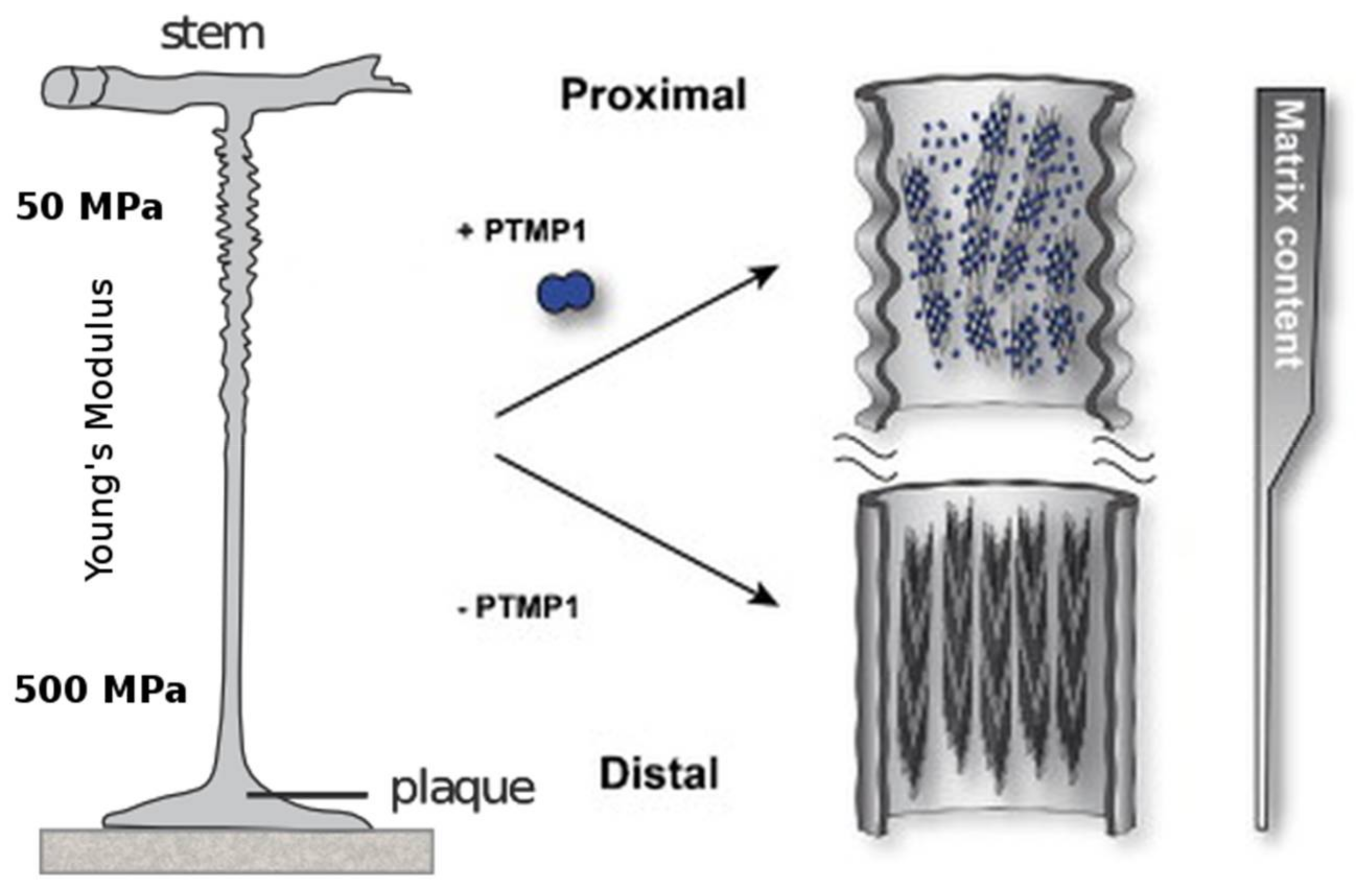 Fibers 06 00021 g004 Fibers 06 00021 g004