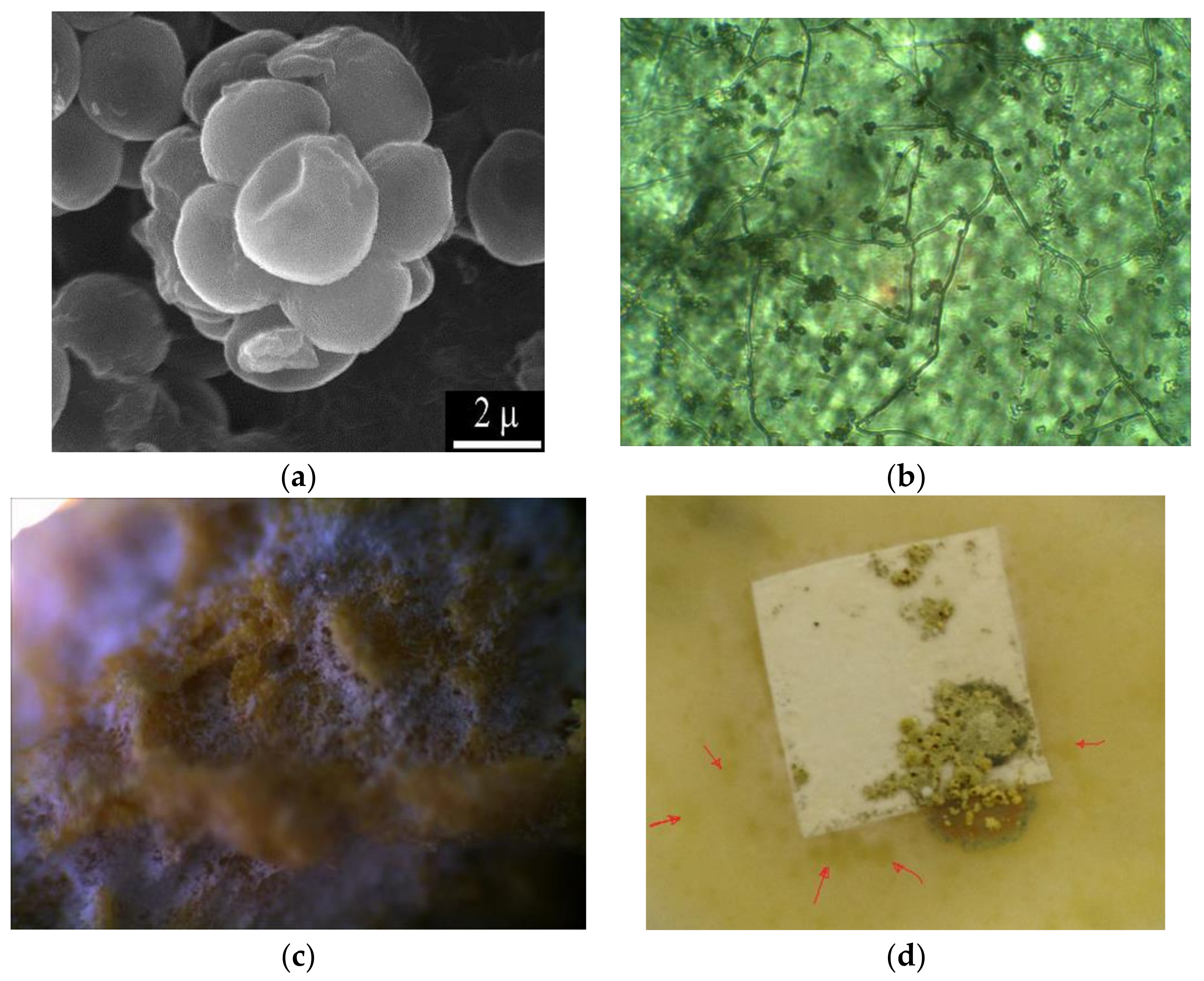 Fibers 06 00023 g002