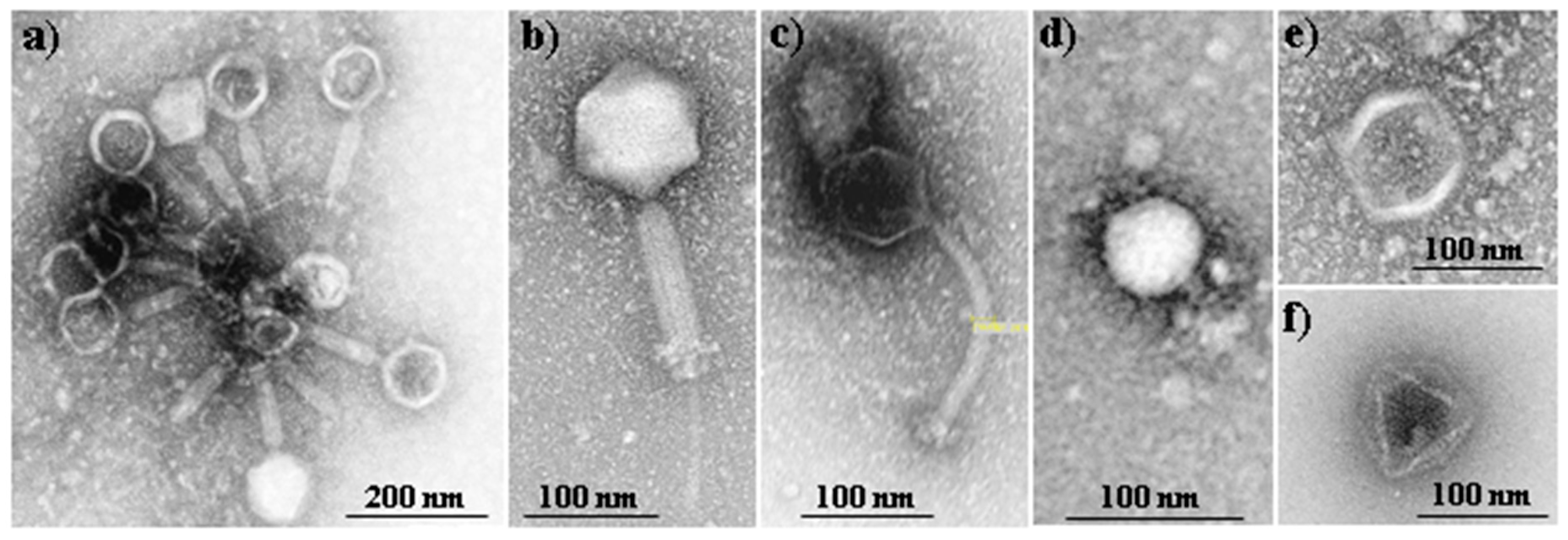 Fibers 06 00033 g002