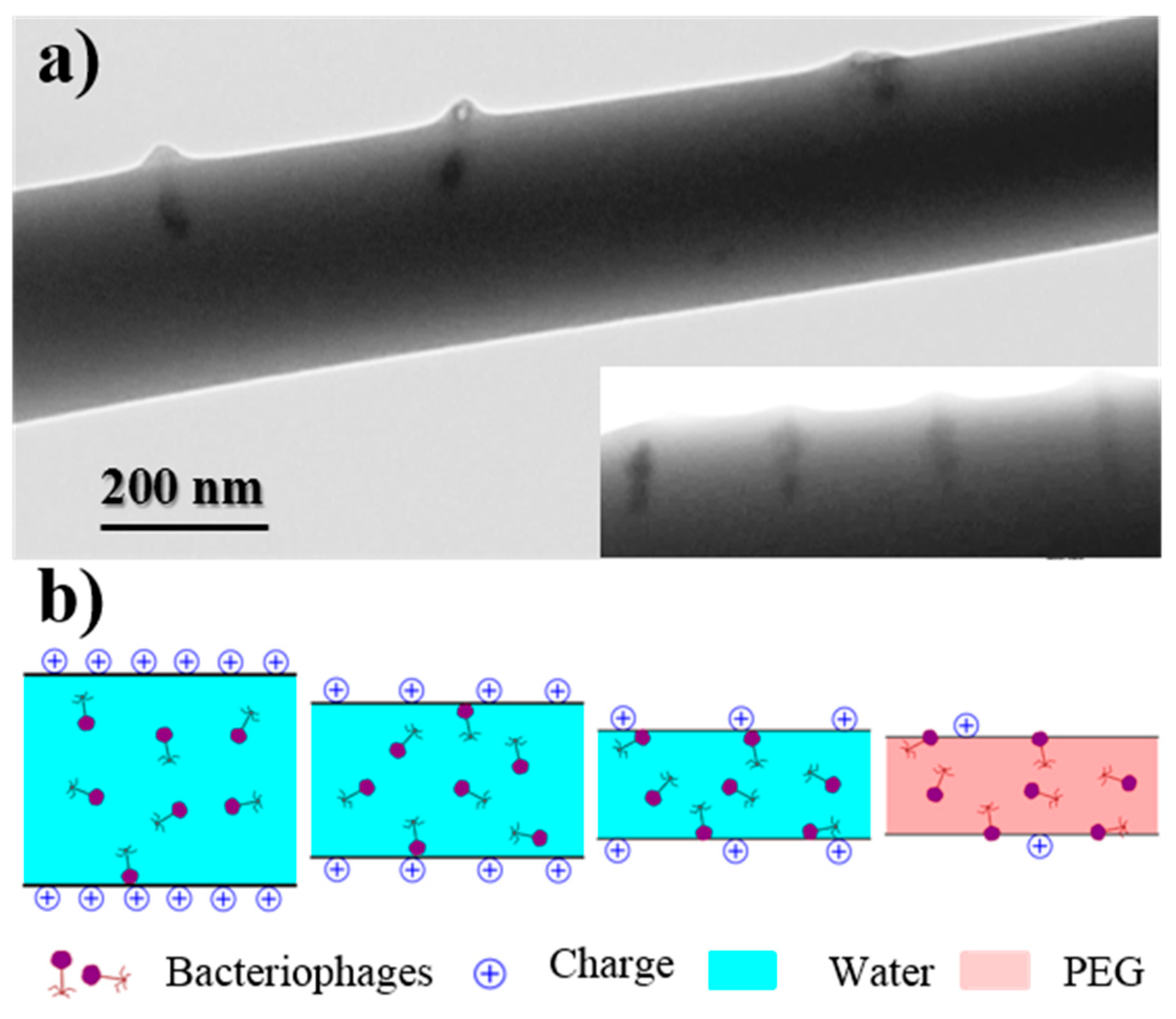 Fibers 06 00033 g007