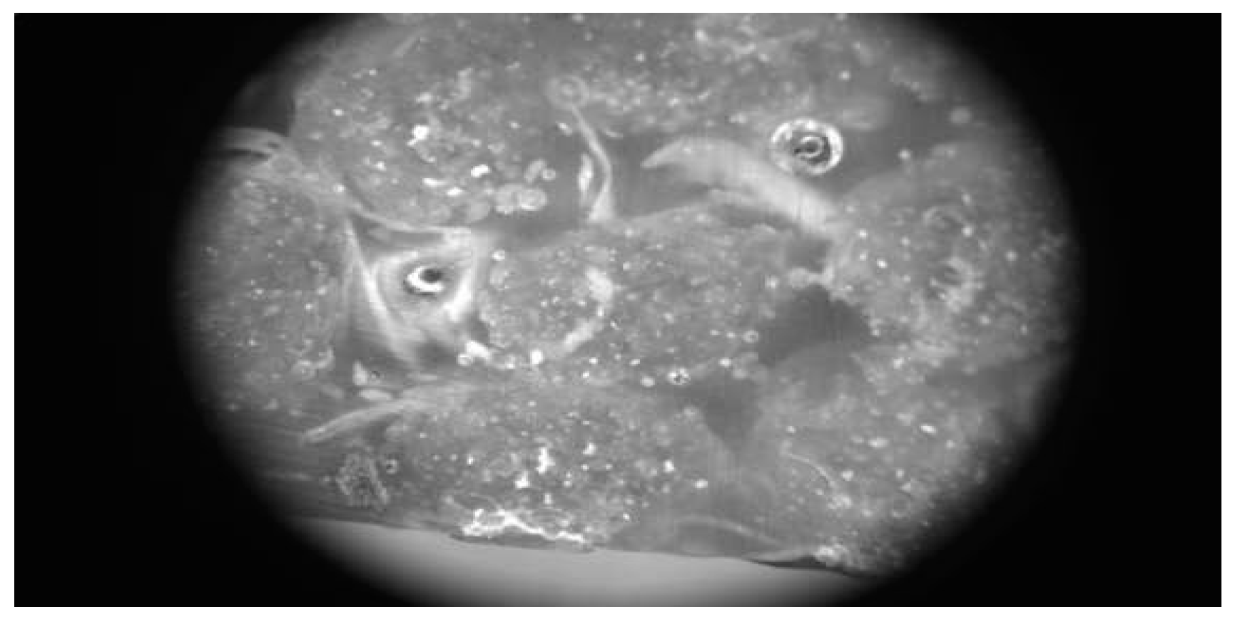 Fibers 09 00013 g006