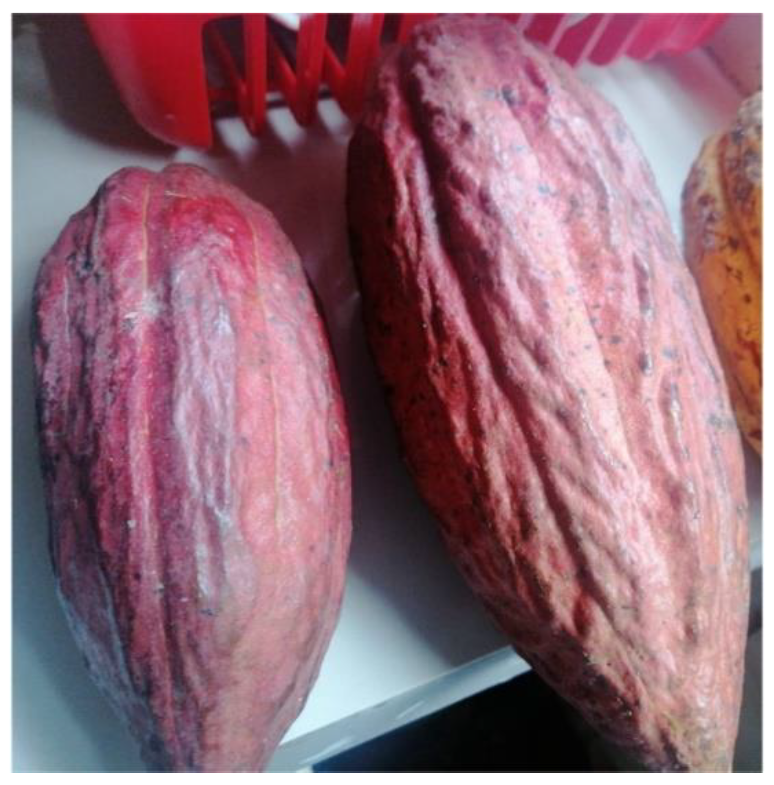 Fibers 10 00025 g001