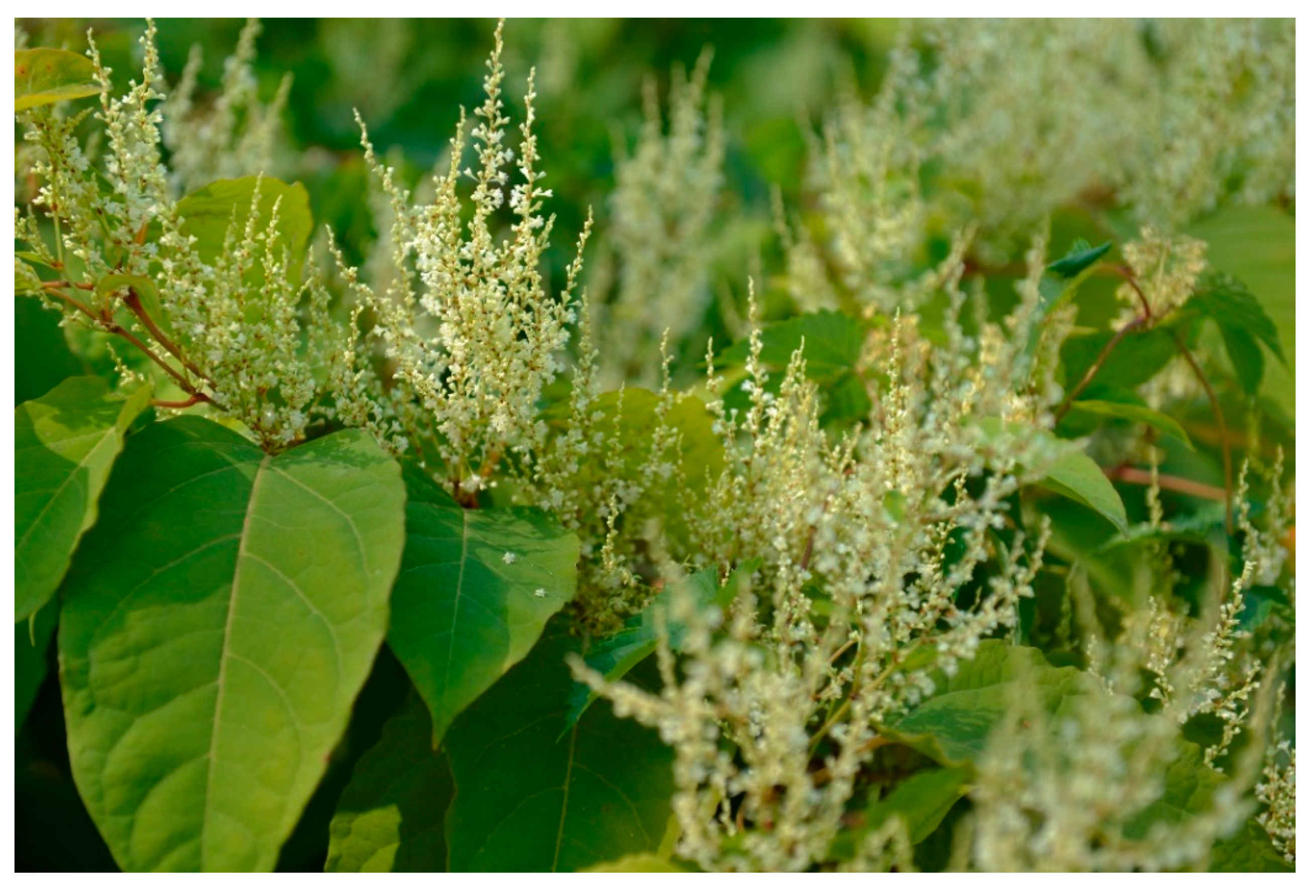 Fibers 10 00094 g001 Fibers 10 00094 g001