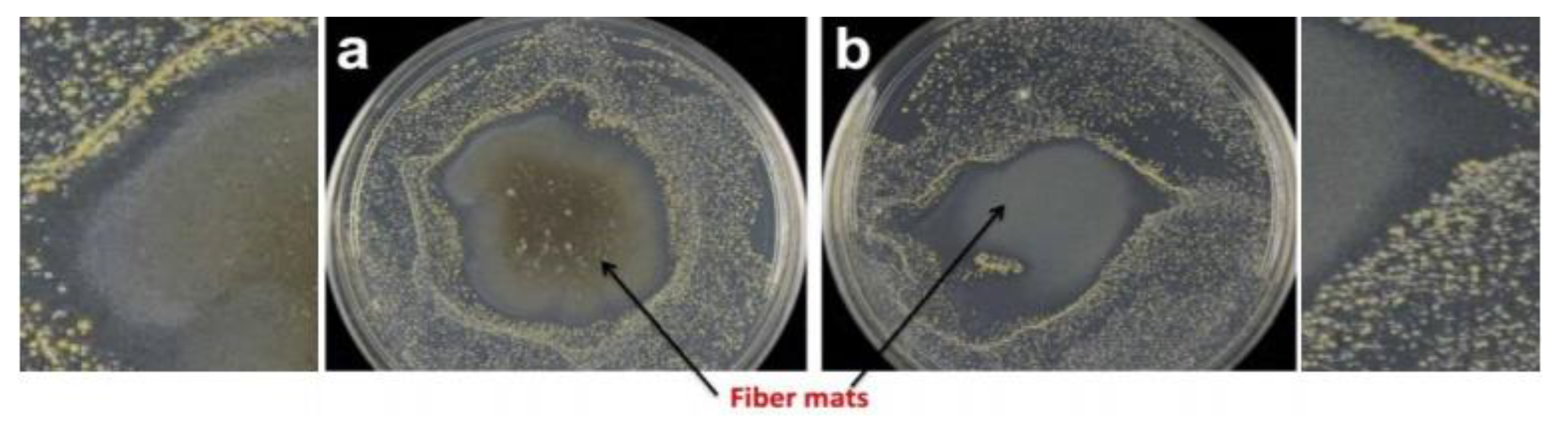 Fibers 11 00021 g018