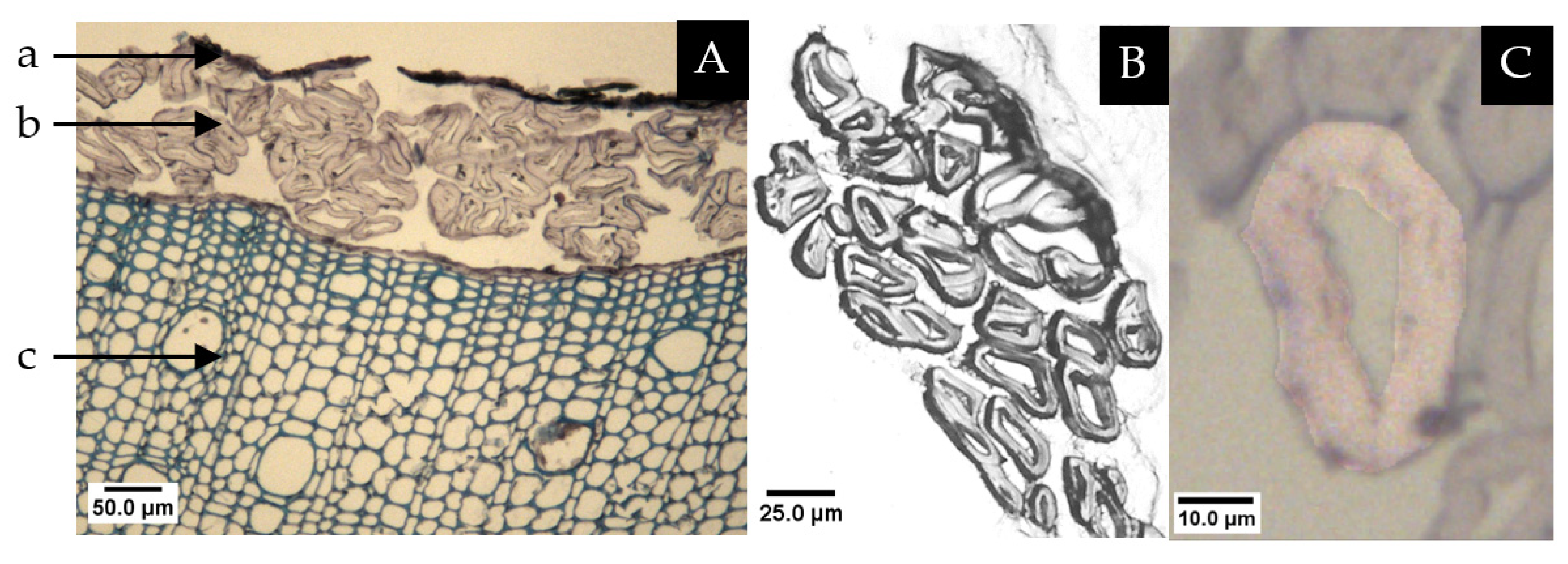 Fibers 11 00038 g010 Fibers 11 00038 g010
