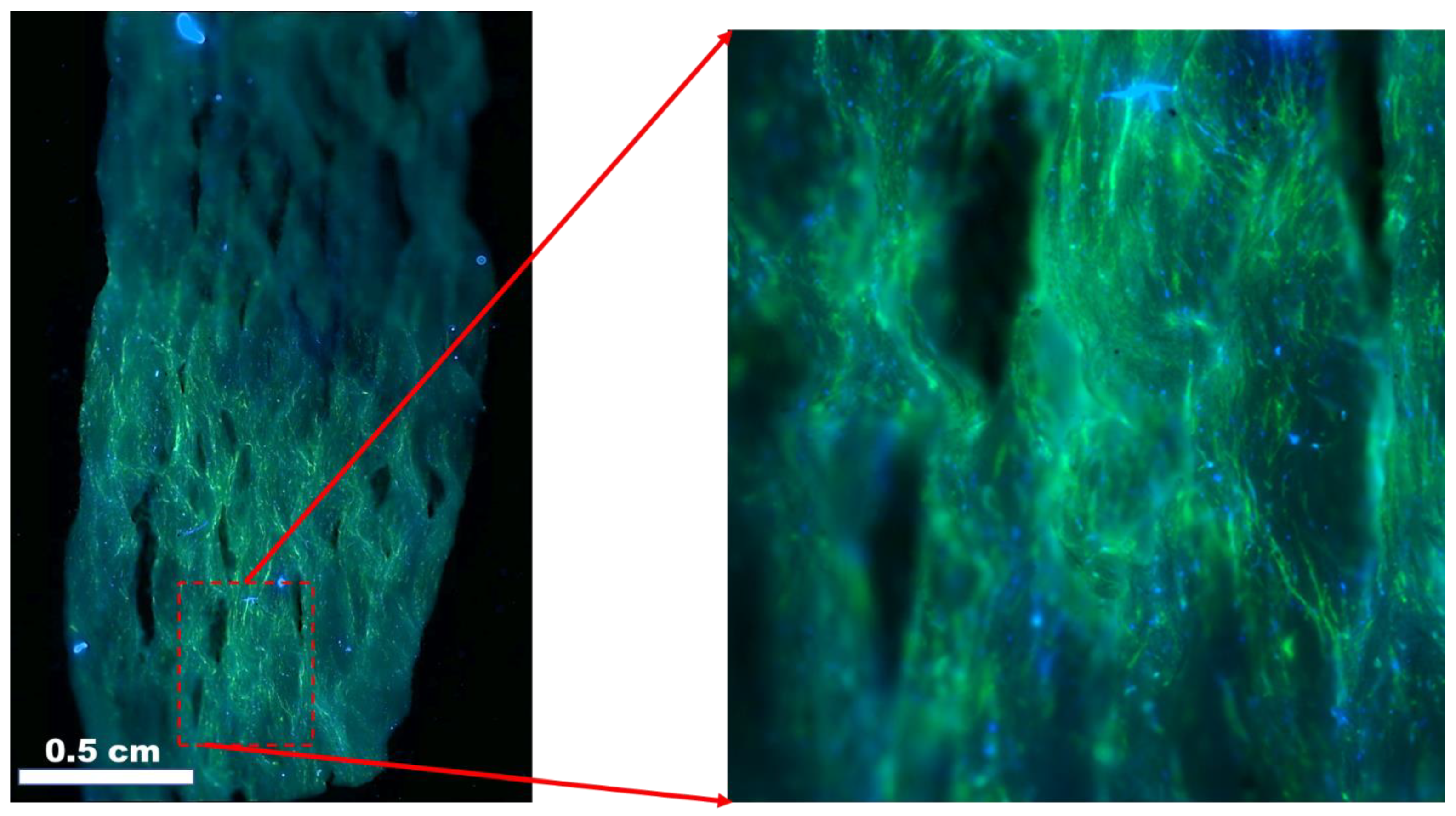 Fibers 11 00039 g009