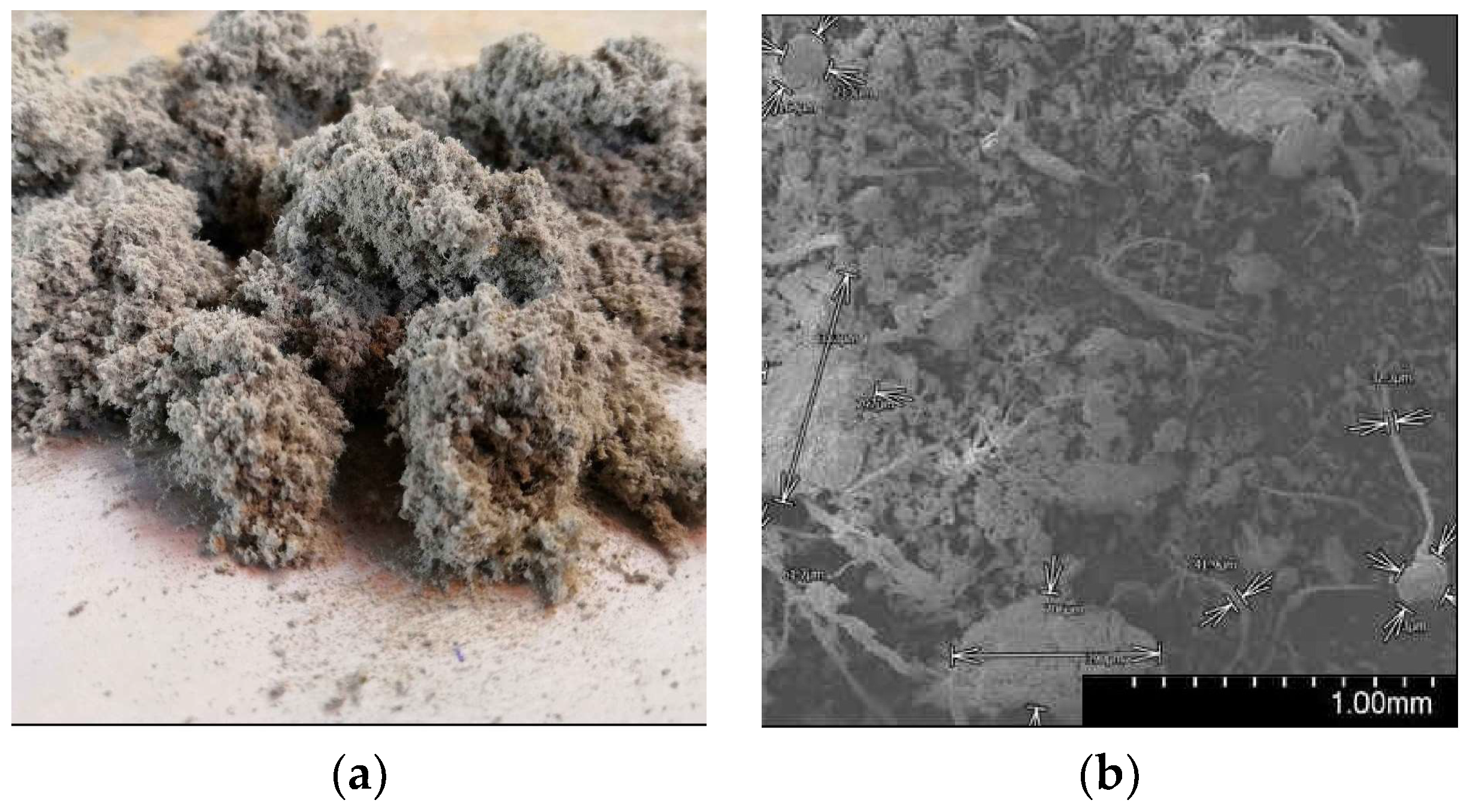 Fibers 12 00013 g001