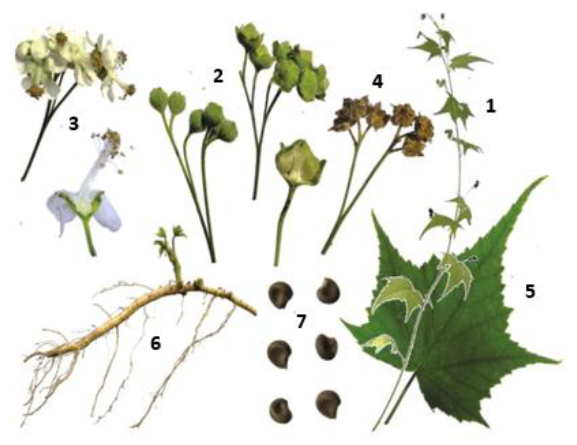 Fibers 13 00063 g001