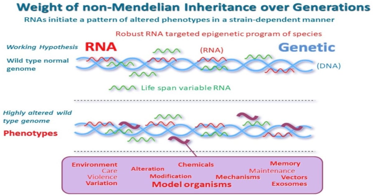 Graphical abstract