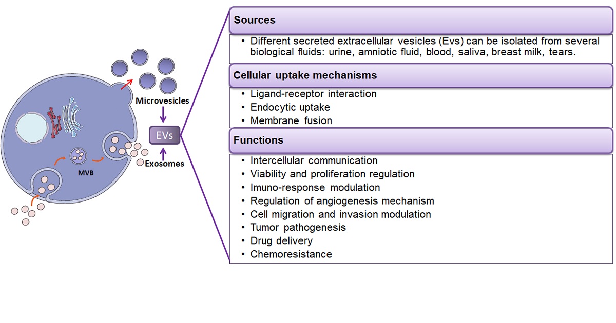 Graphical abstract