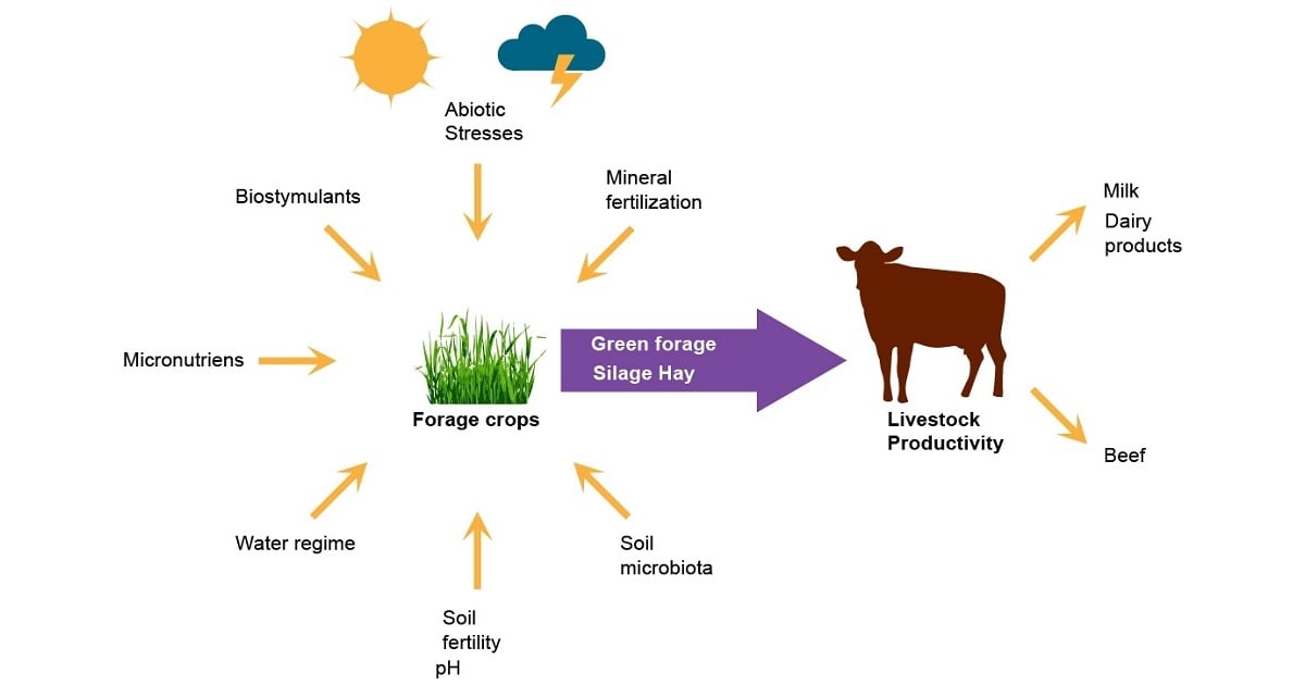 Graphical abstract