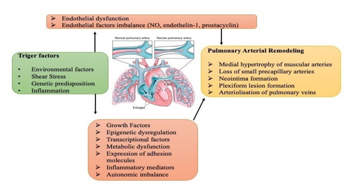 Graphical abstract