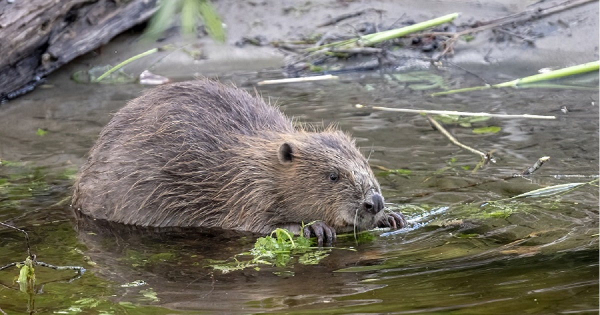 Graphical abstract - Beaver Trust