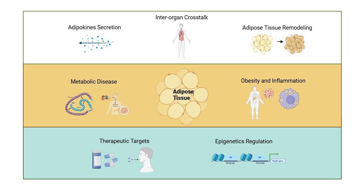 Graphical abstract