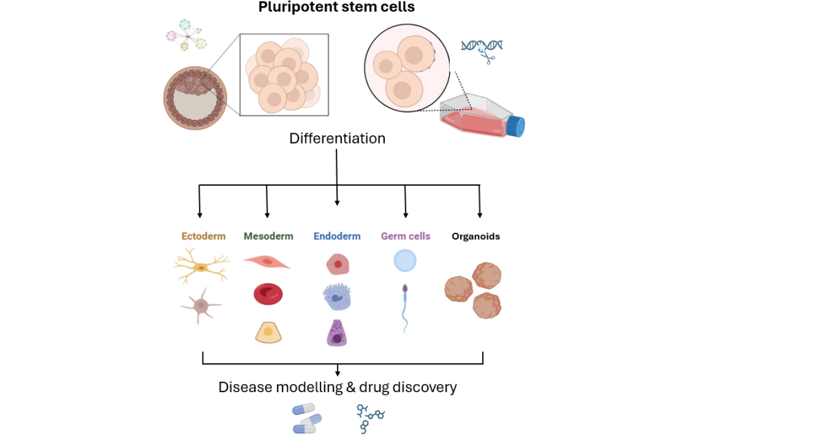 Graphical abstract