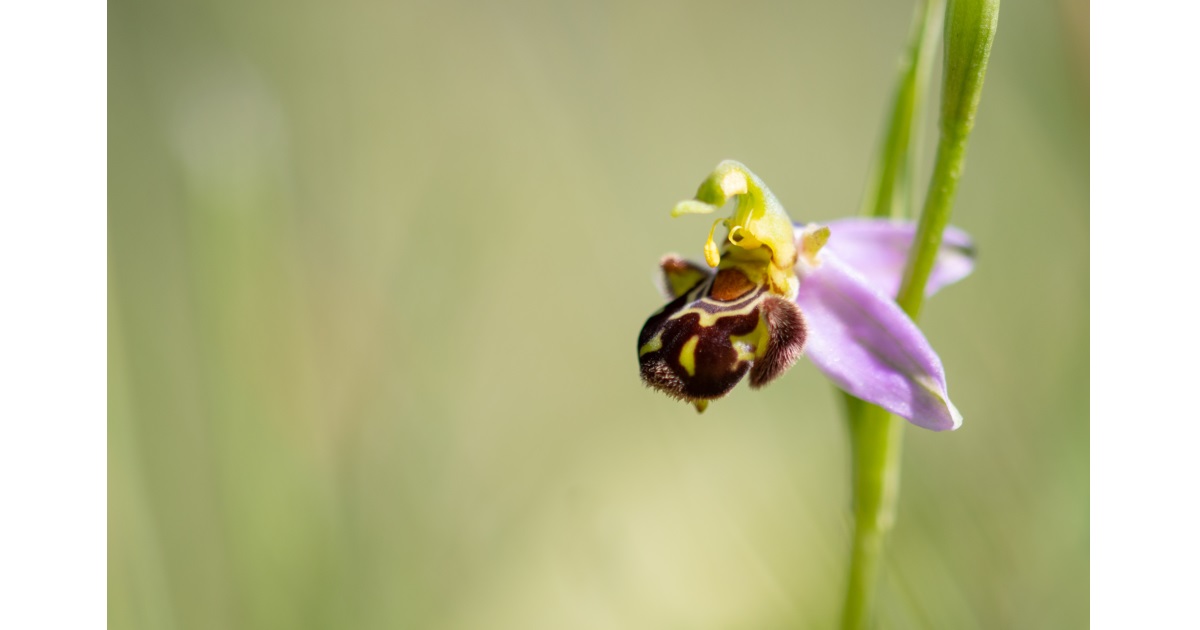 Graphical abstract - Dr. Paolo Colleo