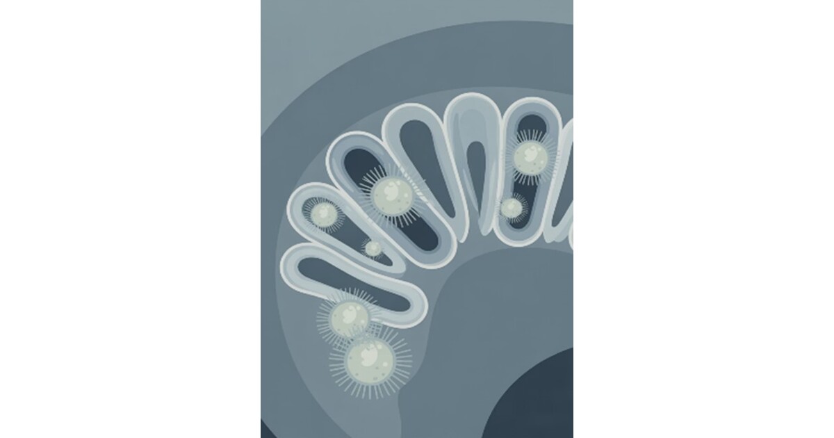 Graphical abstract
