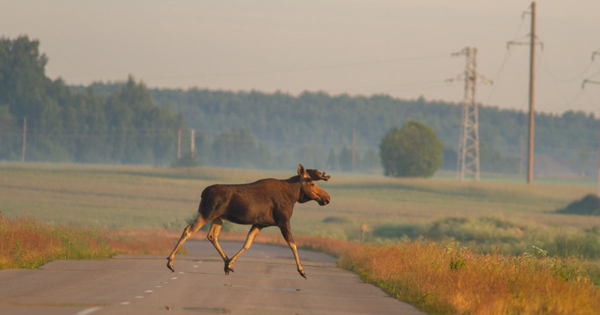 Graphical abstract - Dr. Vitalijus Stirkė