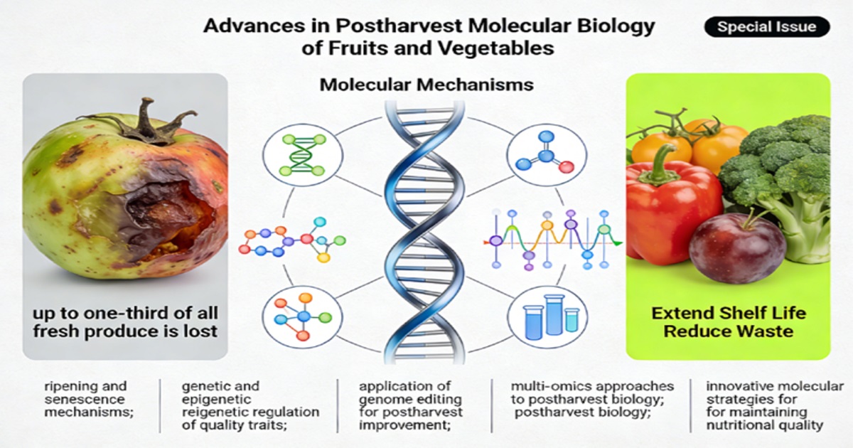 Graphical abstract