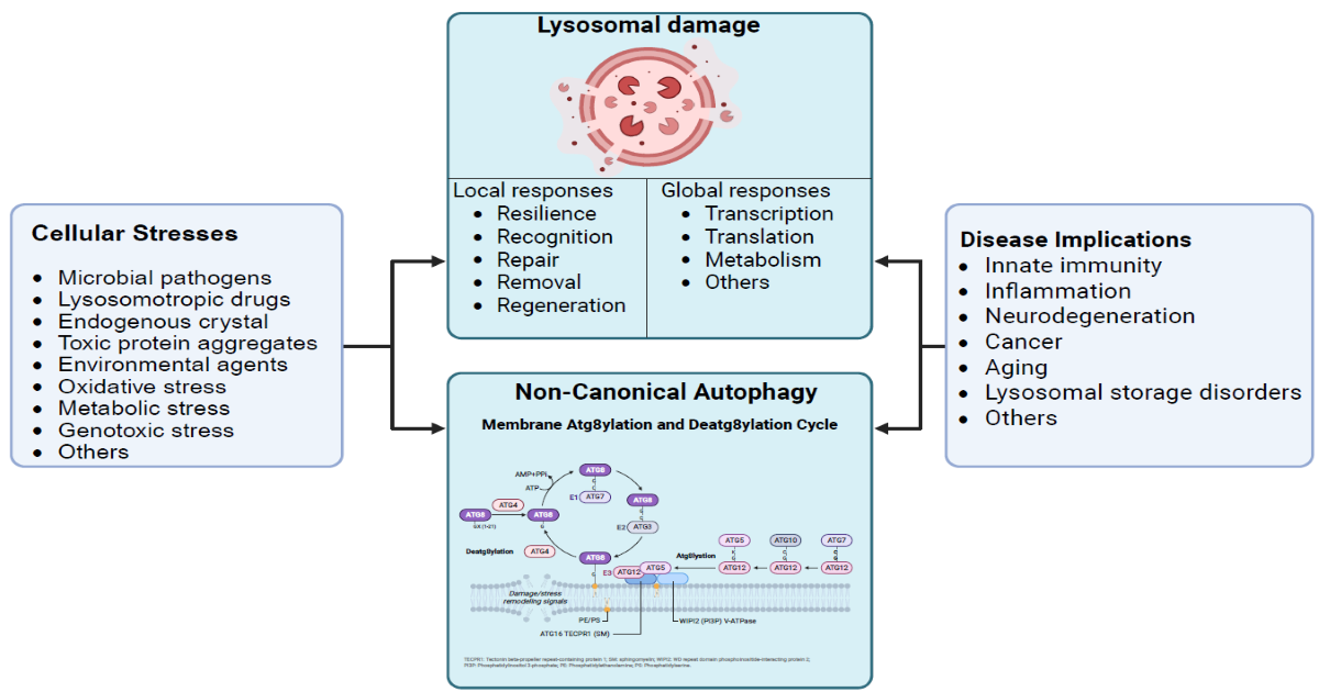 Graphical abstract