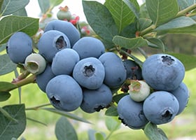 Graphical abstract - Lisa J. Rowland