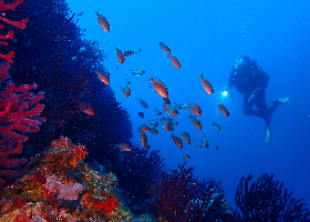 Graphical abstract - Lluís Mas Blanch