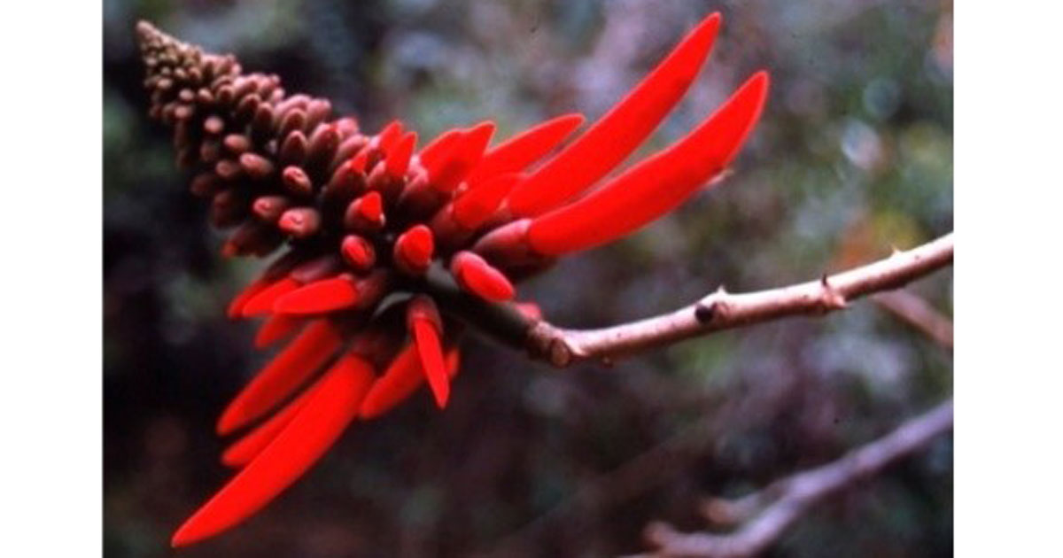 Graphical abstract - Vazquez's Slide Collection at MEXU