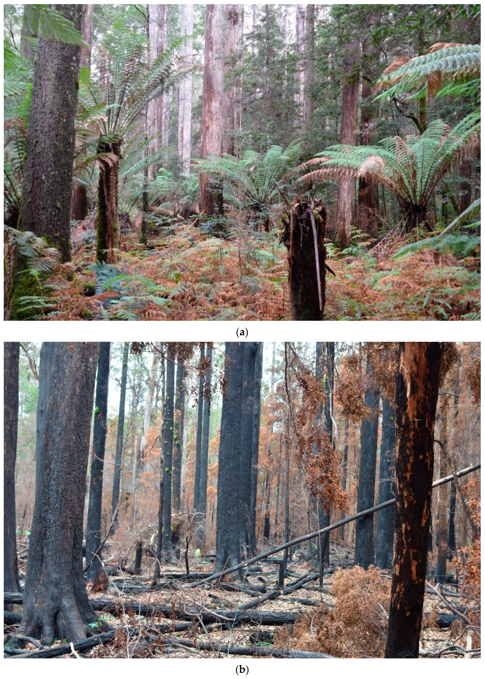 Fire 04 00015 g005 Fire 04 00015 g005