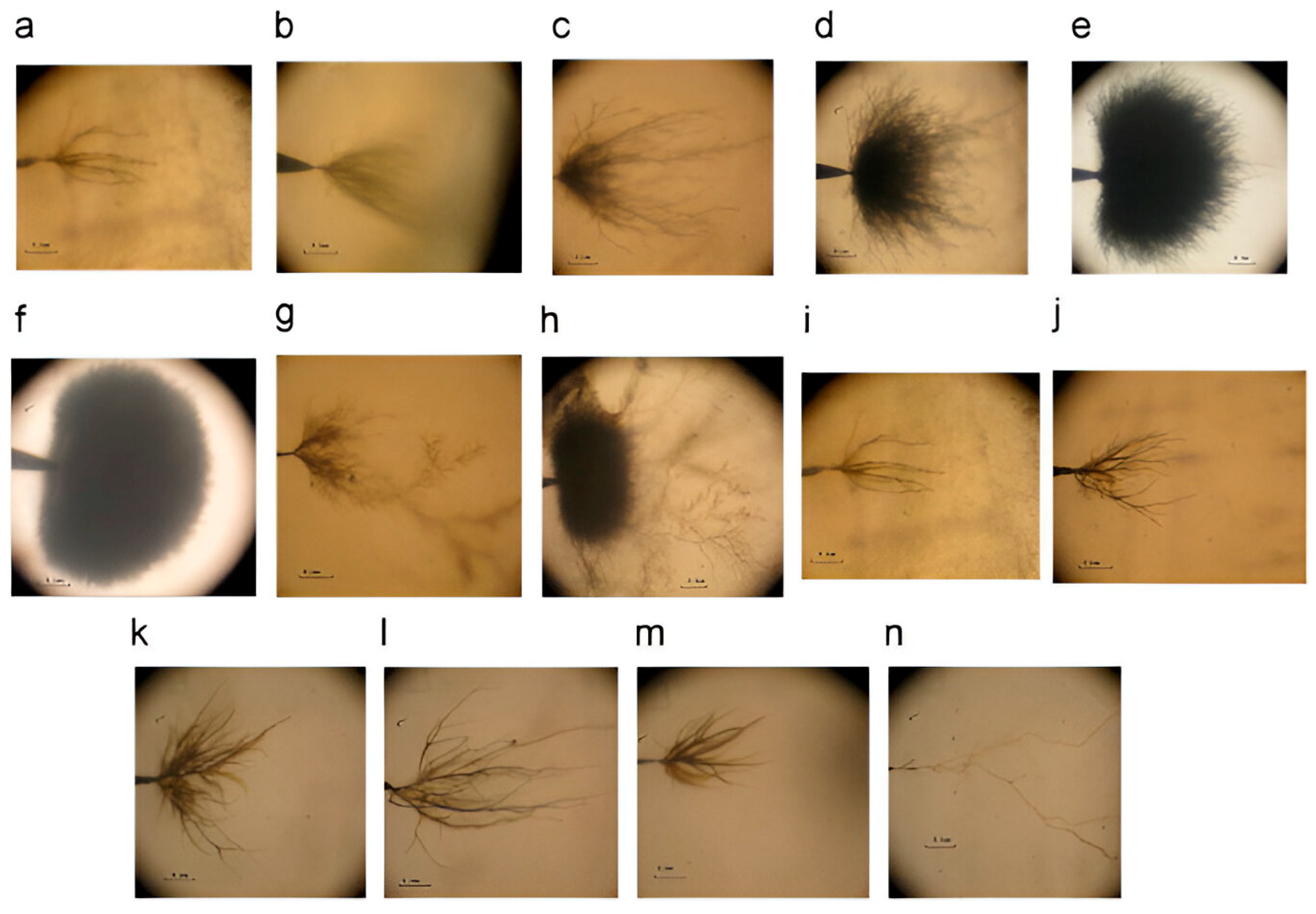 Fire 08 00397 g002 Fire 08 00397 g002