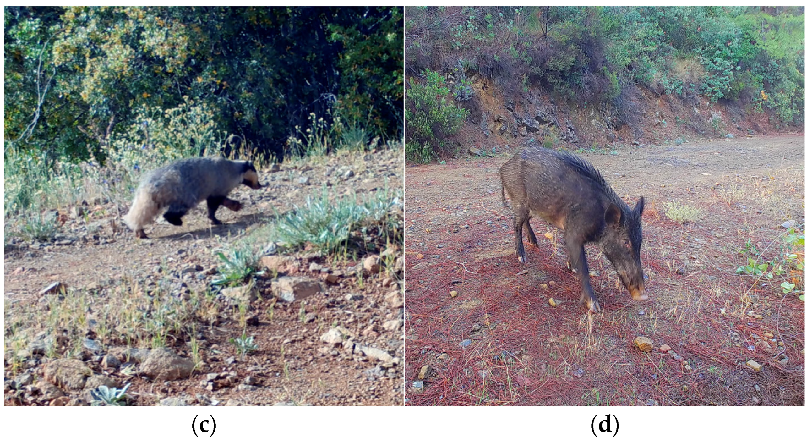 Fire 09 00037 g002b Fire 09 00037 g002b