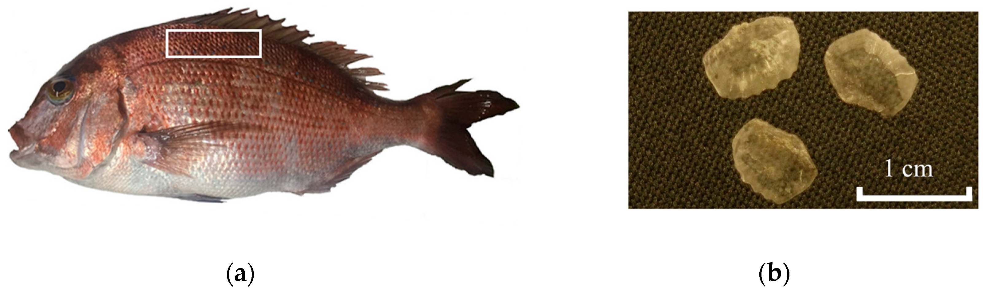 Fishes 02 00010 g001 Fishes 02 00010 g001