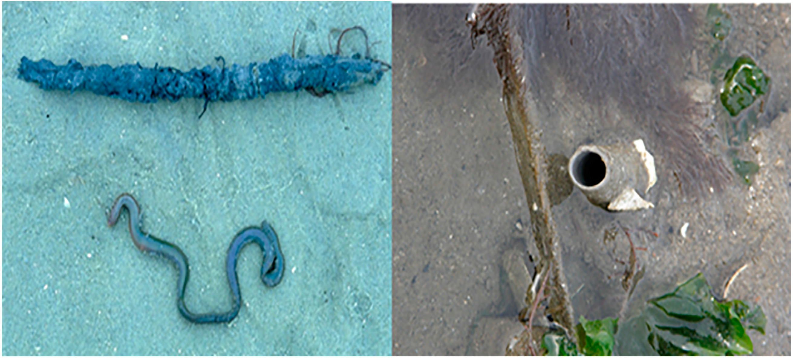 Fishes 03 00002 g001 Fishes 03 00002 g001