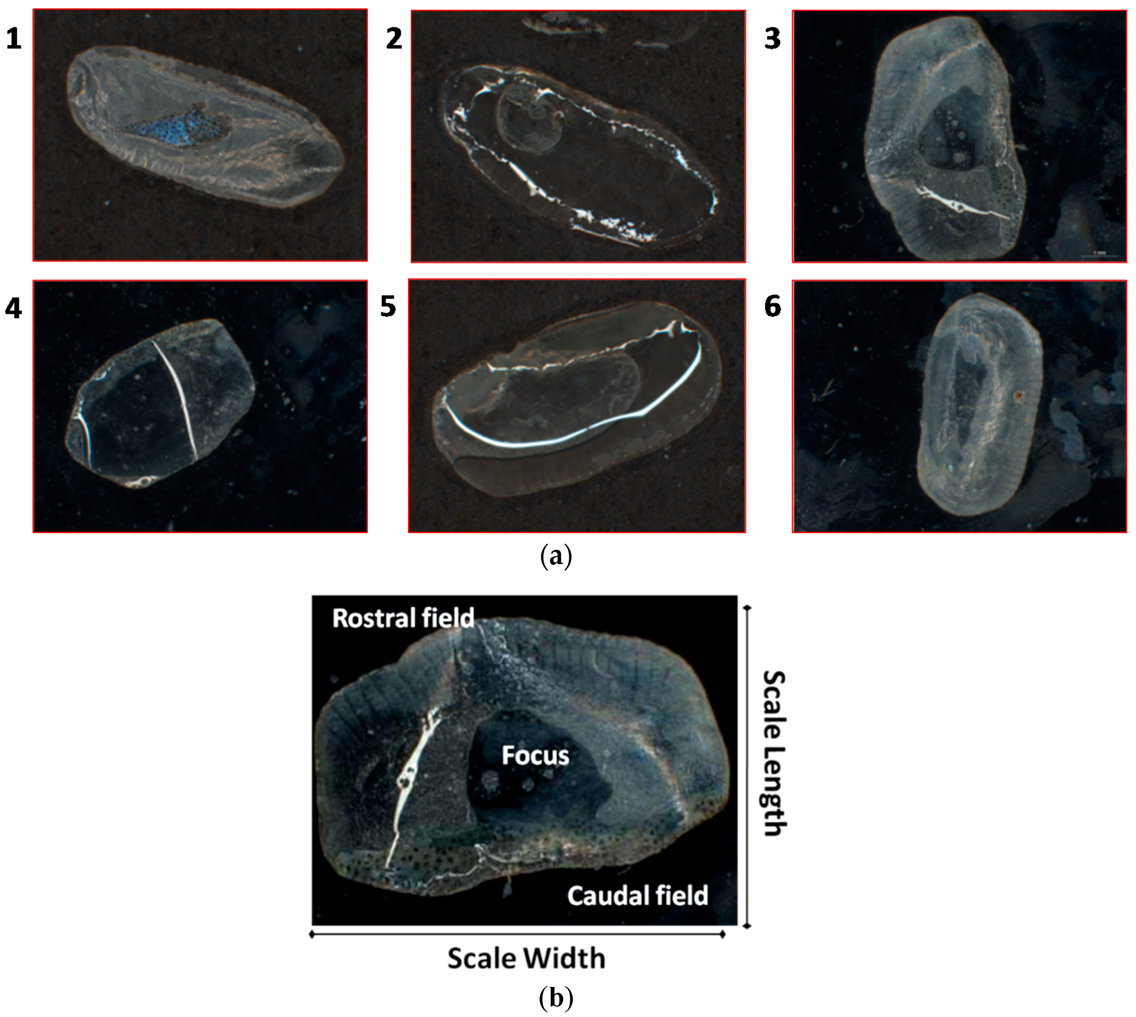 Fishes 03 00009 g002 Fishes 03 00009 g002