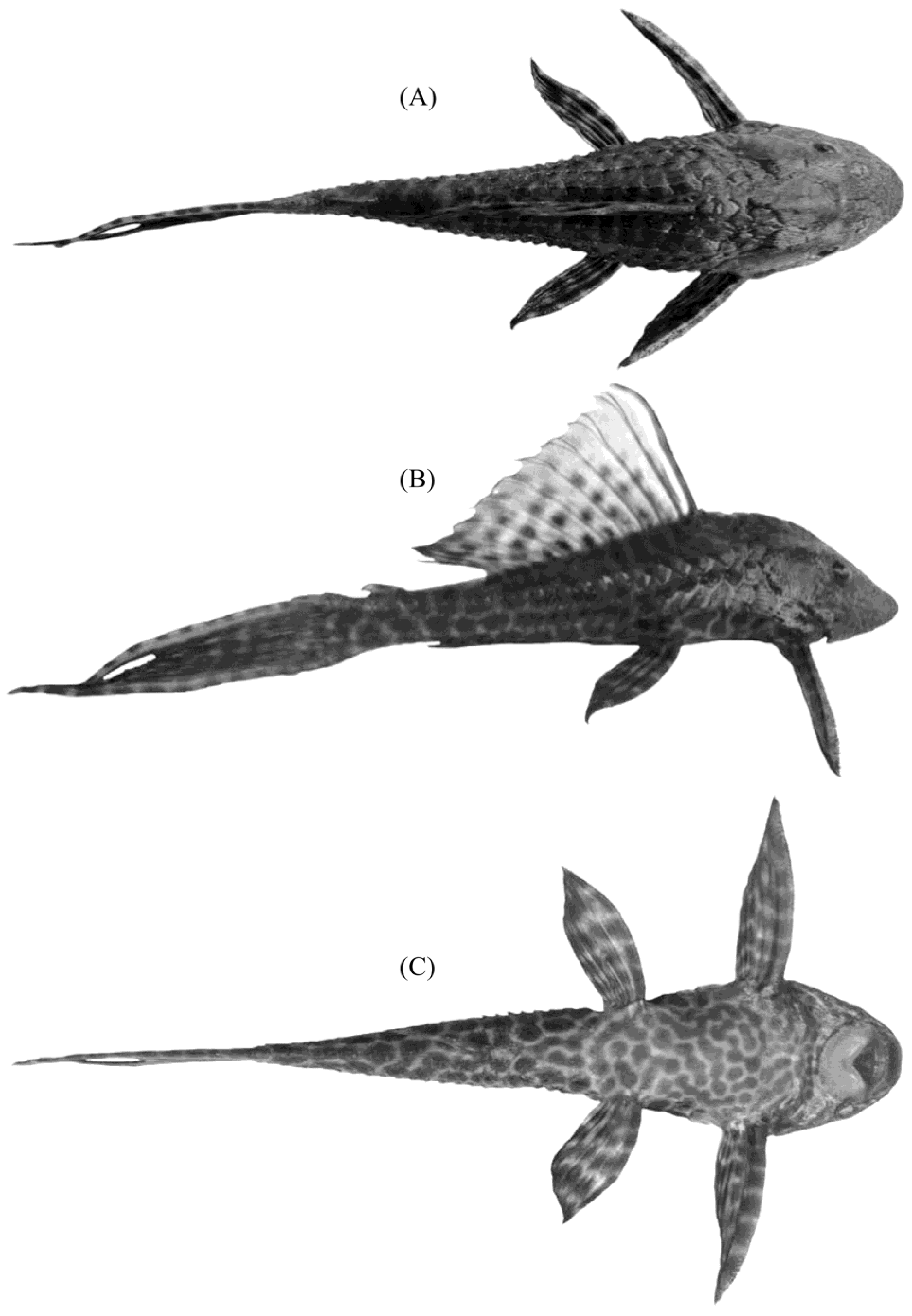 Fishes 03 00014 g001