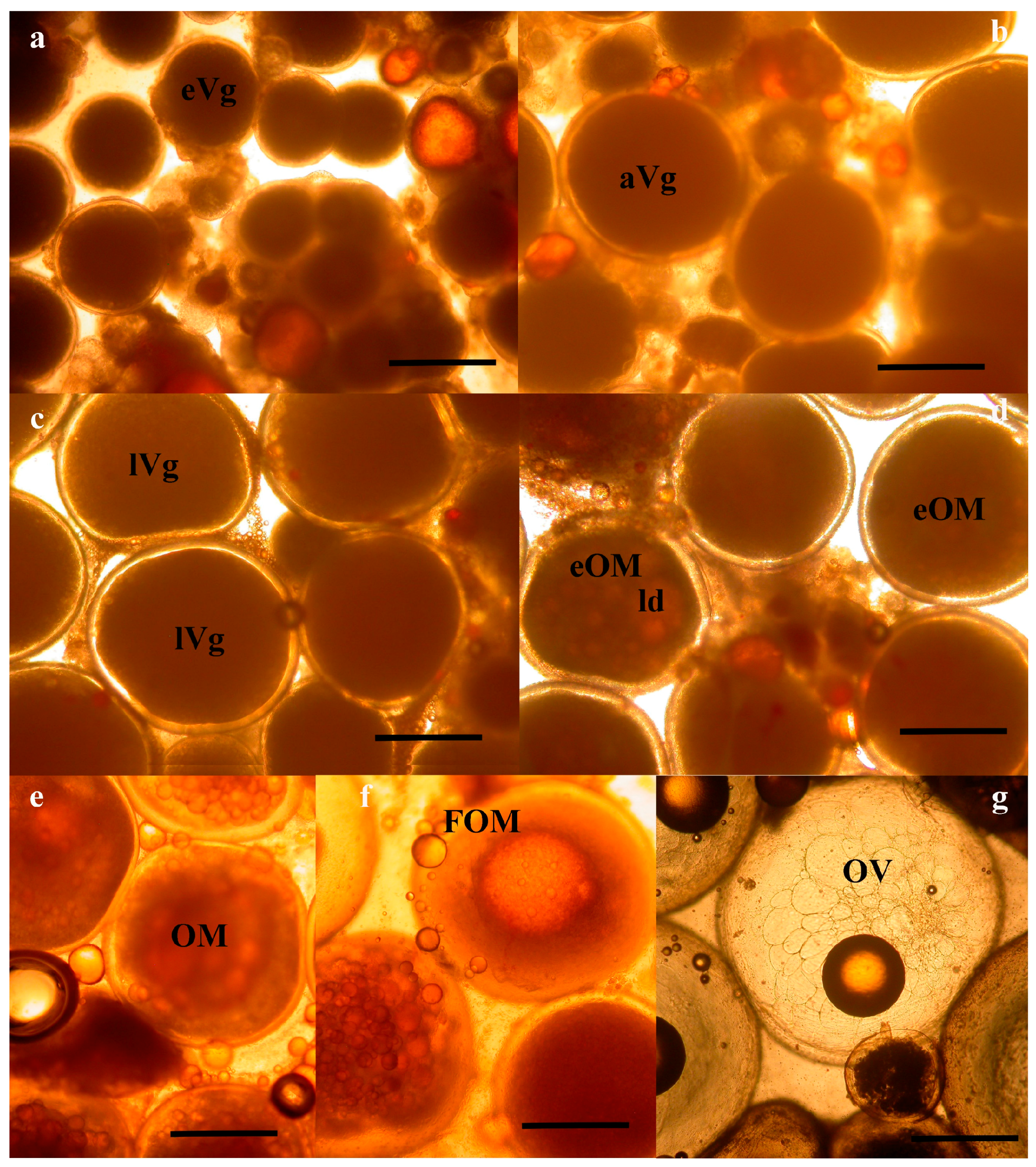 Fishes 03 00043 g001