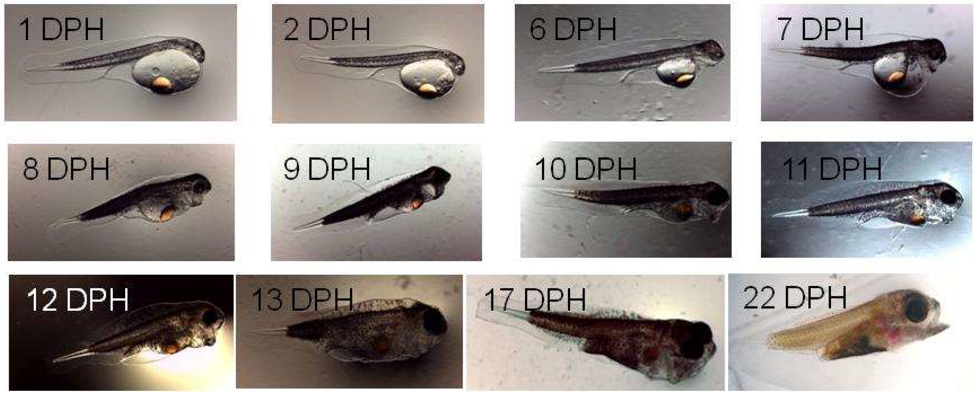 Fishes 04 00014 g007 Fishes 04 00014 g007
