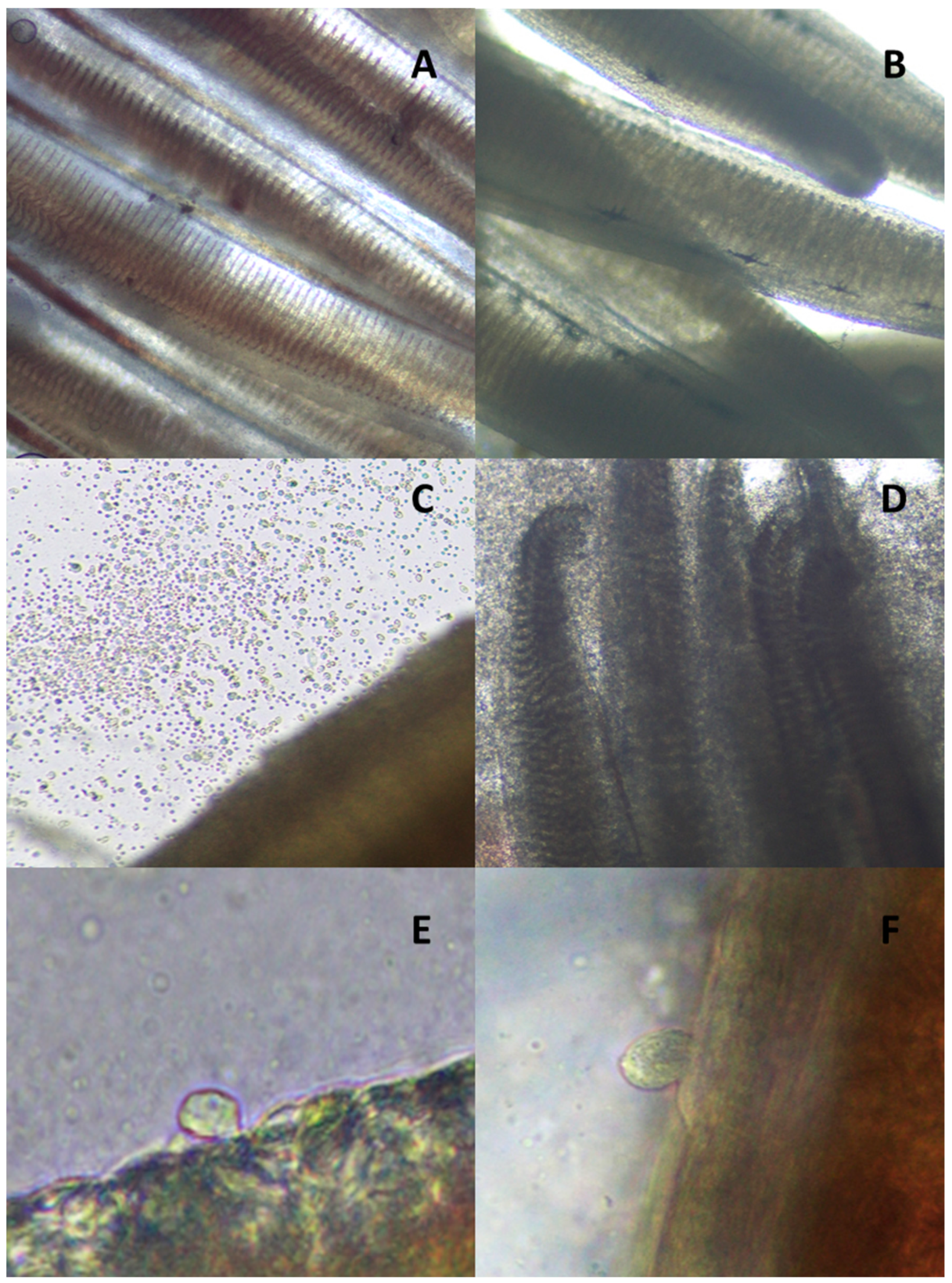 Fishes 04 00026 g001