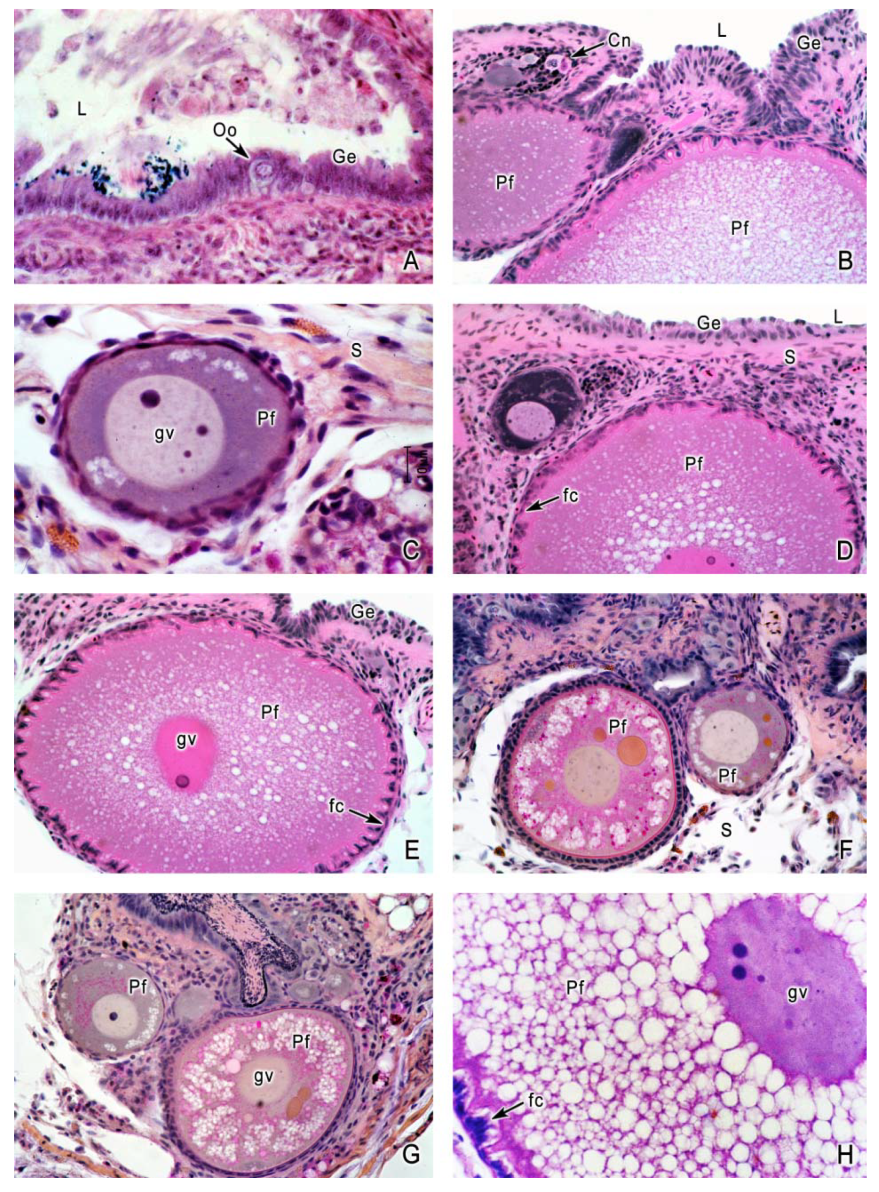 Fishes 04 00035 g003